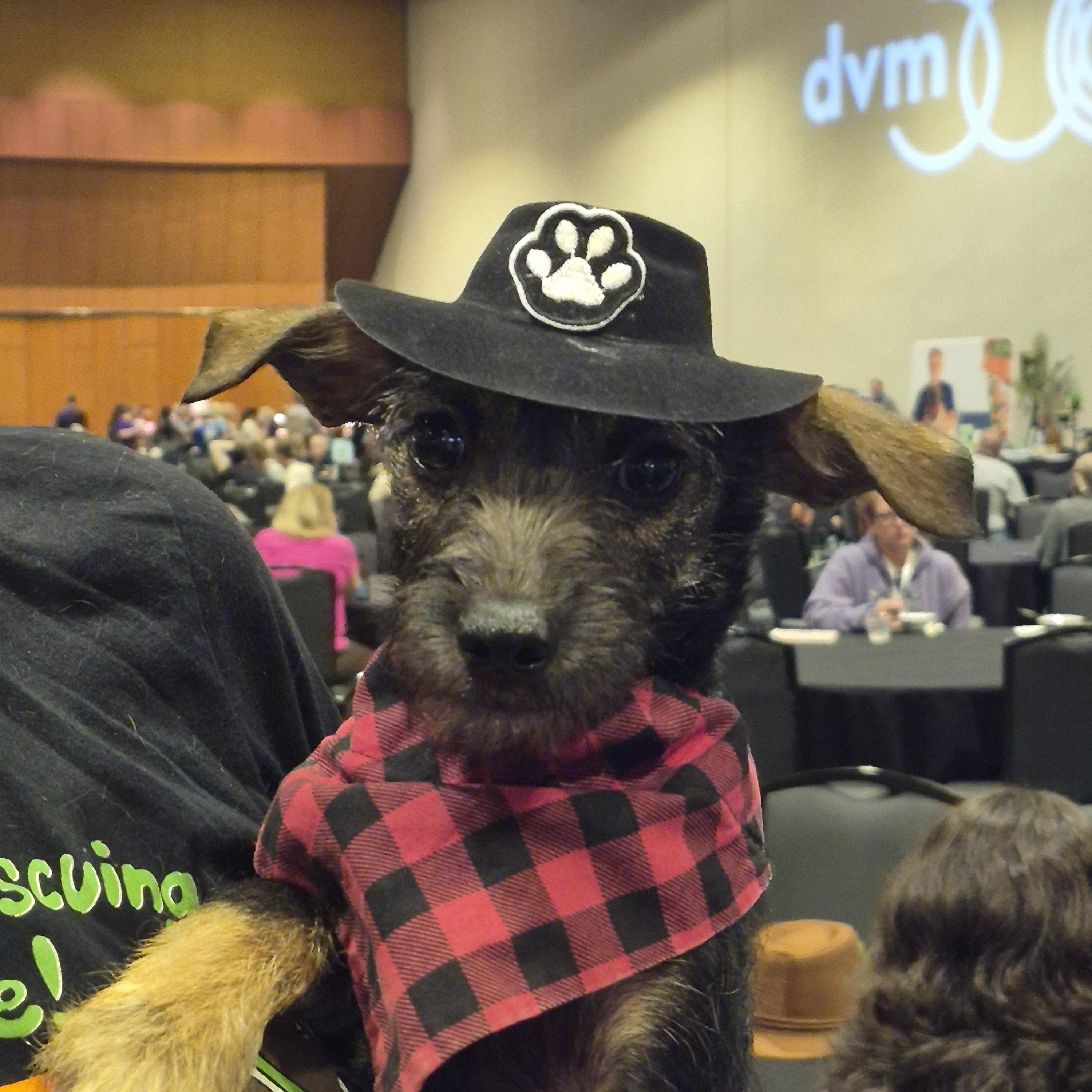 Jesse, an adopted mixed breed in Nashville, TN image 4/4