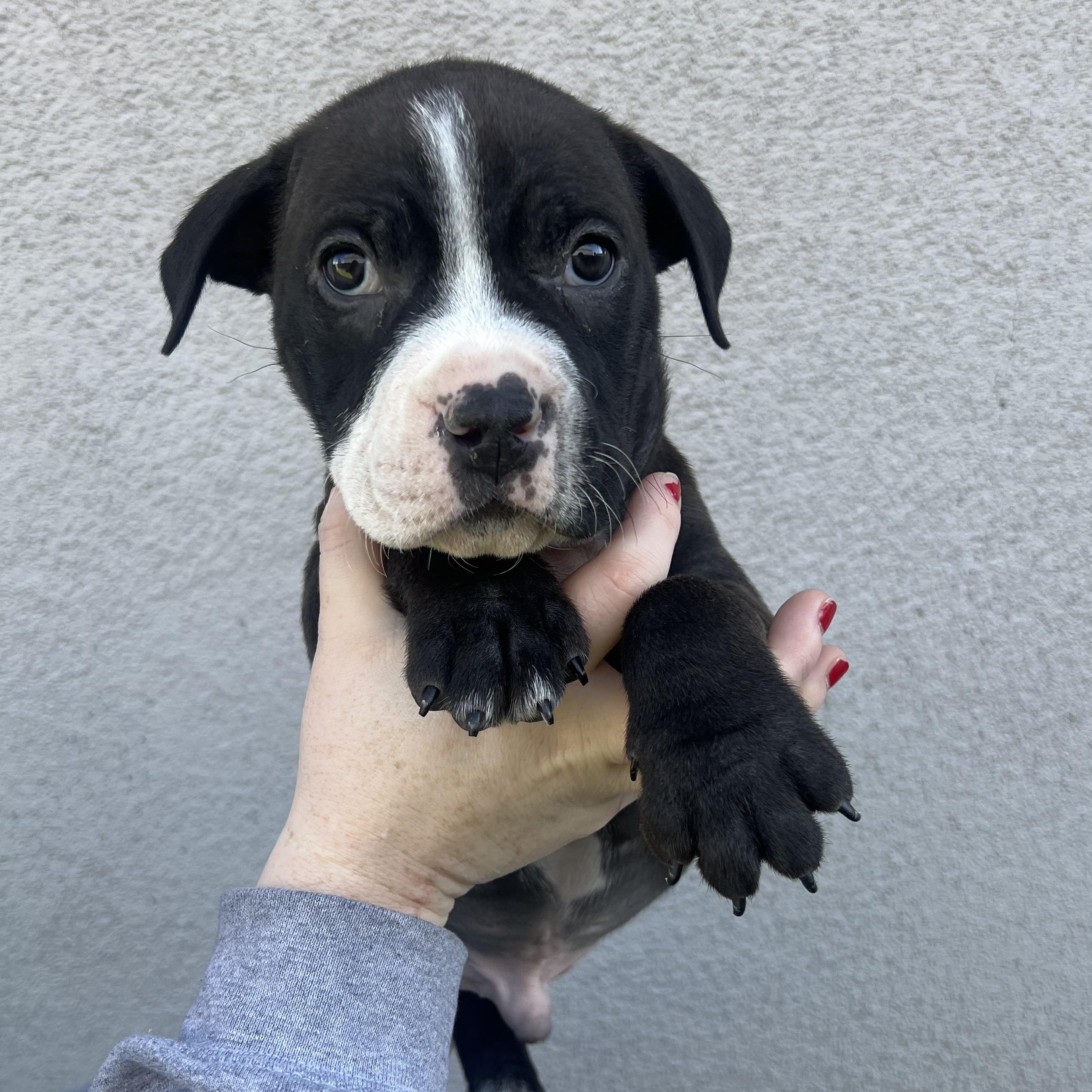 Hook, adopted, Puppy Male Mixed Breed.