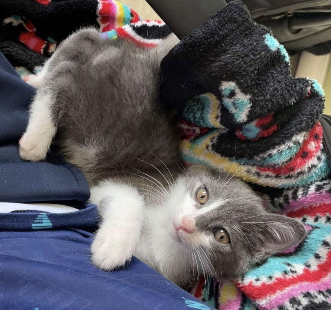 Enlarge Stratus #bonded-to-Nimbus, a Adopted mixed breed in Houston, TX image 2/3