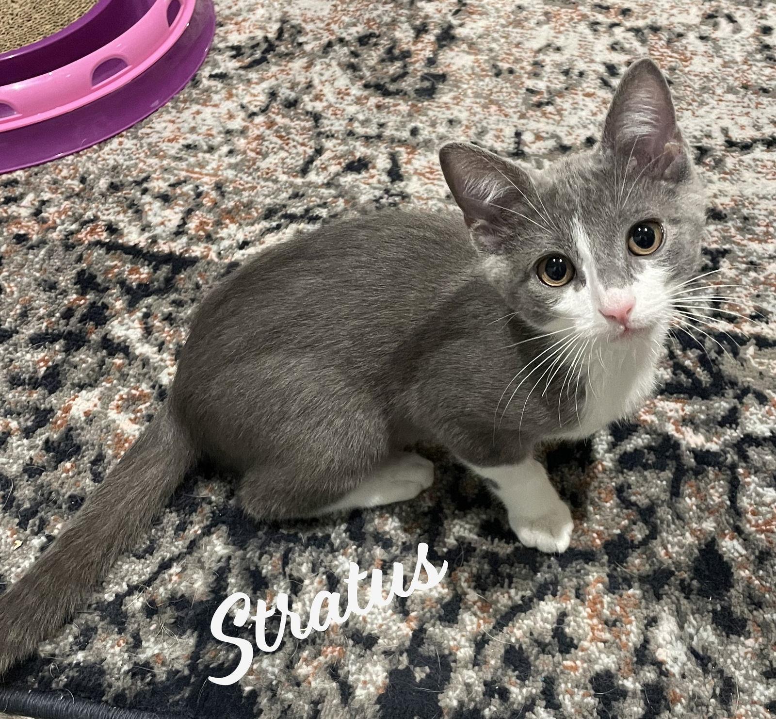 Enlarge Stratus #bonded-to-Nimbus, a Adopted mixed breed in Houston, TX image 3/3