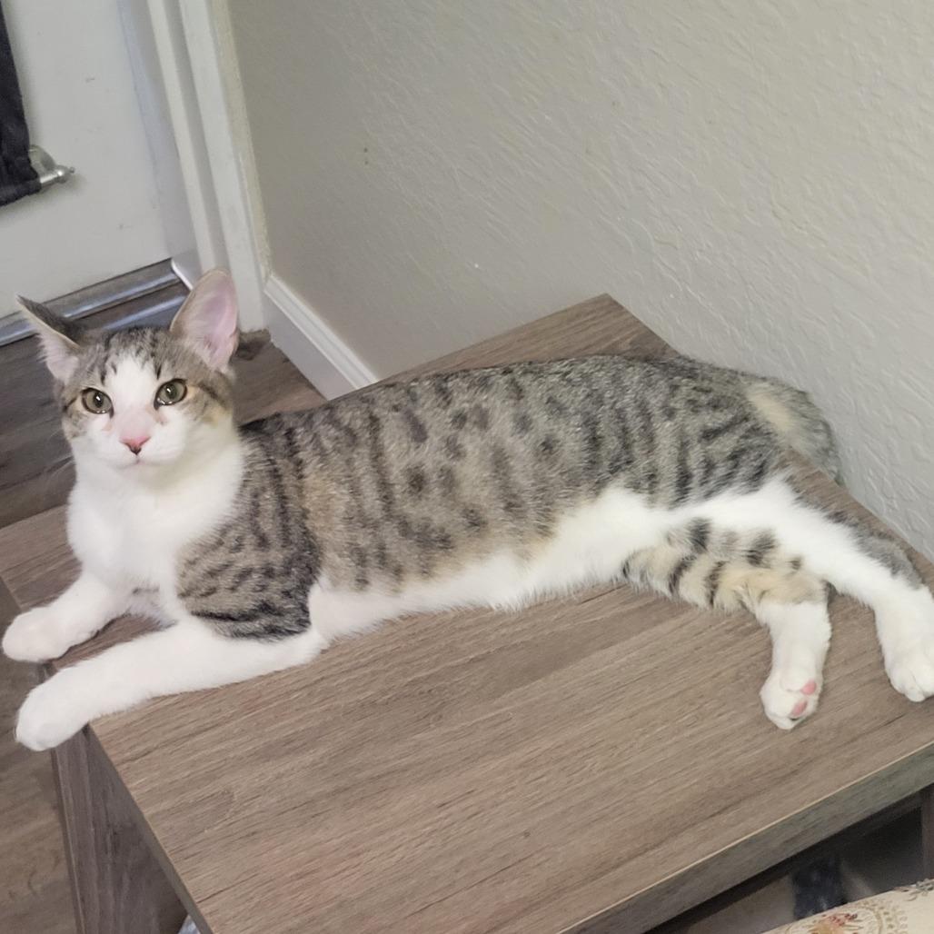 MARBLE, a Adoptable Domestic Short Hair in Stephenville, TX image 1/3