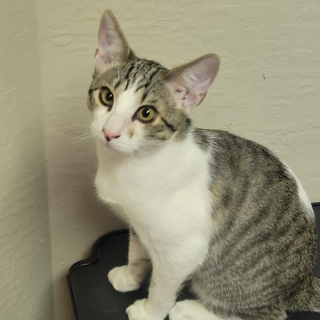 MARBLE, a Adoptable Domestic Short Hair in Stephenville, TX image 2/3