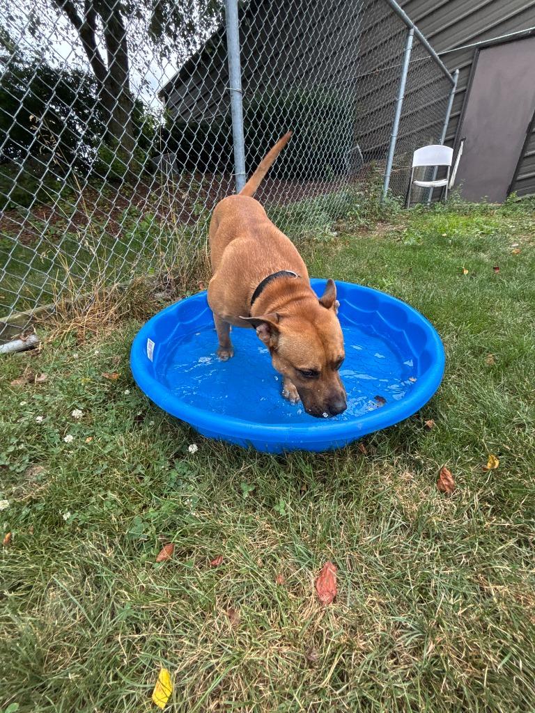 Scooby, Adopted, Adult Male Hound.