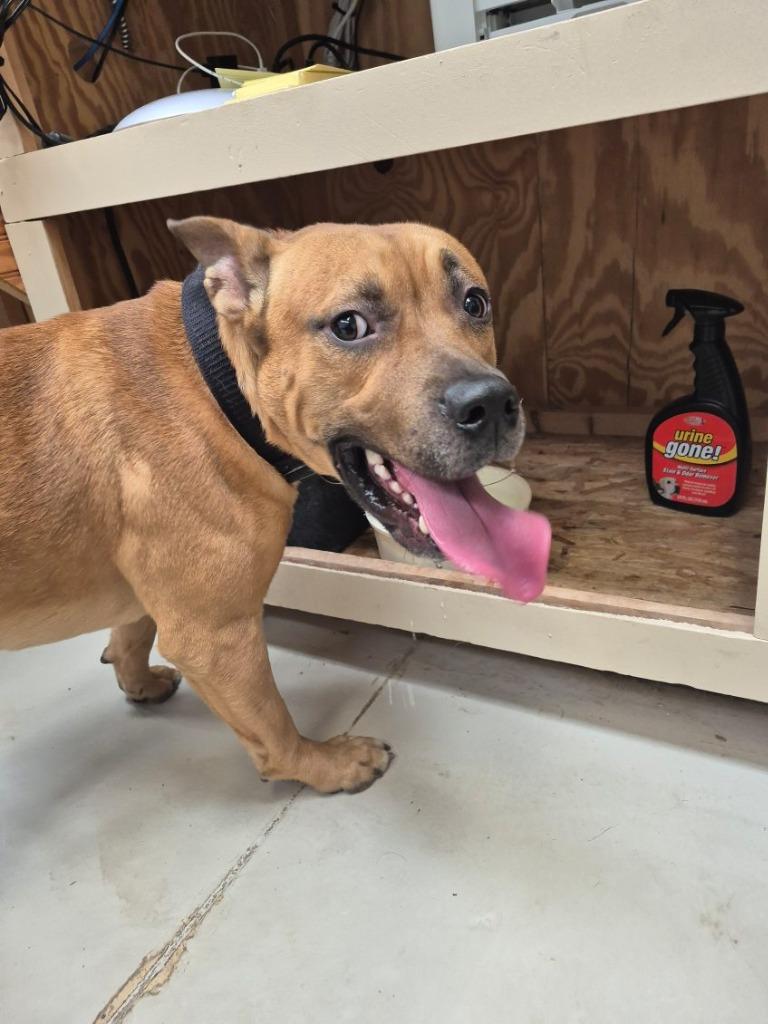 Enlarge Scooby, a Adopted Hound in Findlay, OH image 2/4