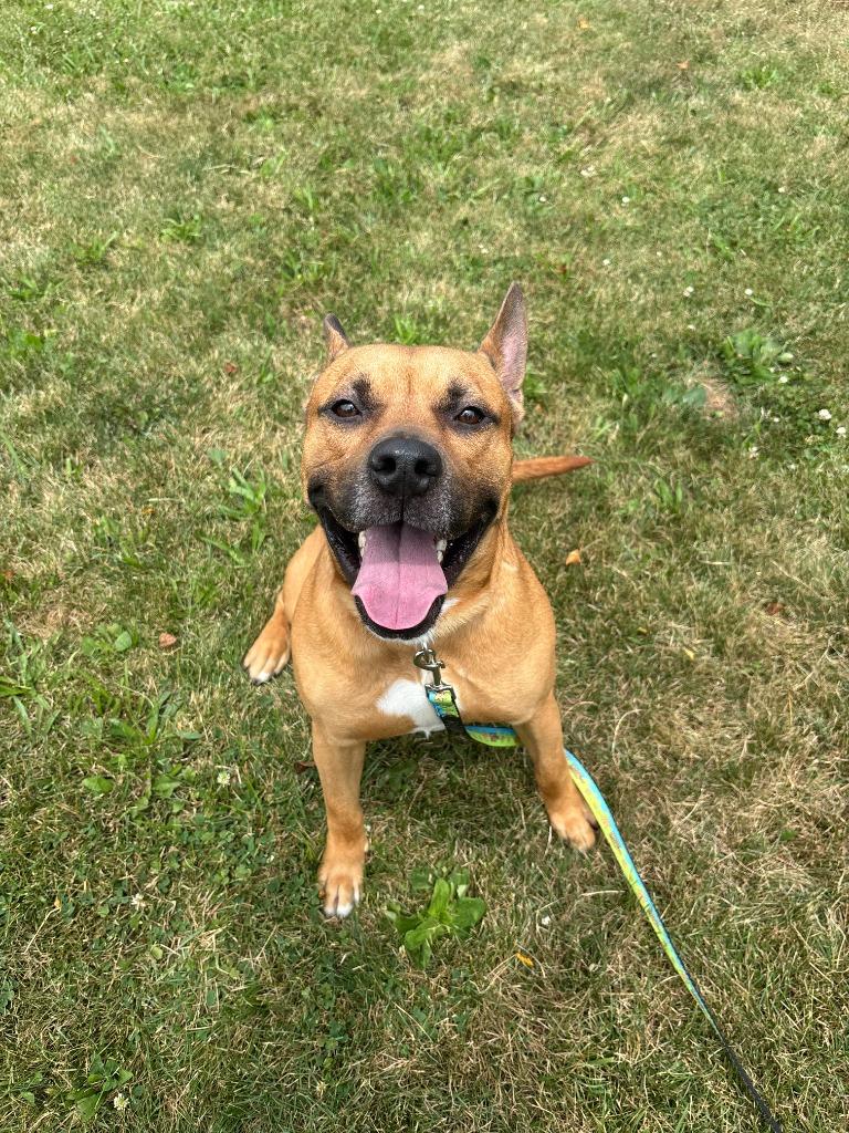 Enlarge Scooby, a Adopted Hound in Findlay, OH image 4/4