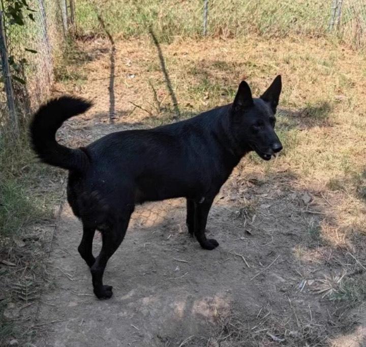 Caleb- In search of love!, an adoptable German Shepherd Dog Mix in Kill Devil Hills, NC_image-1