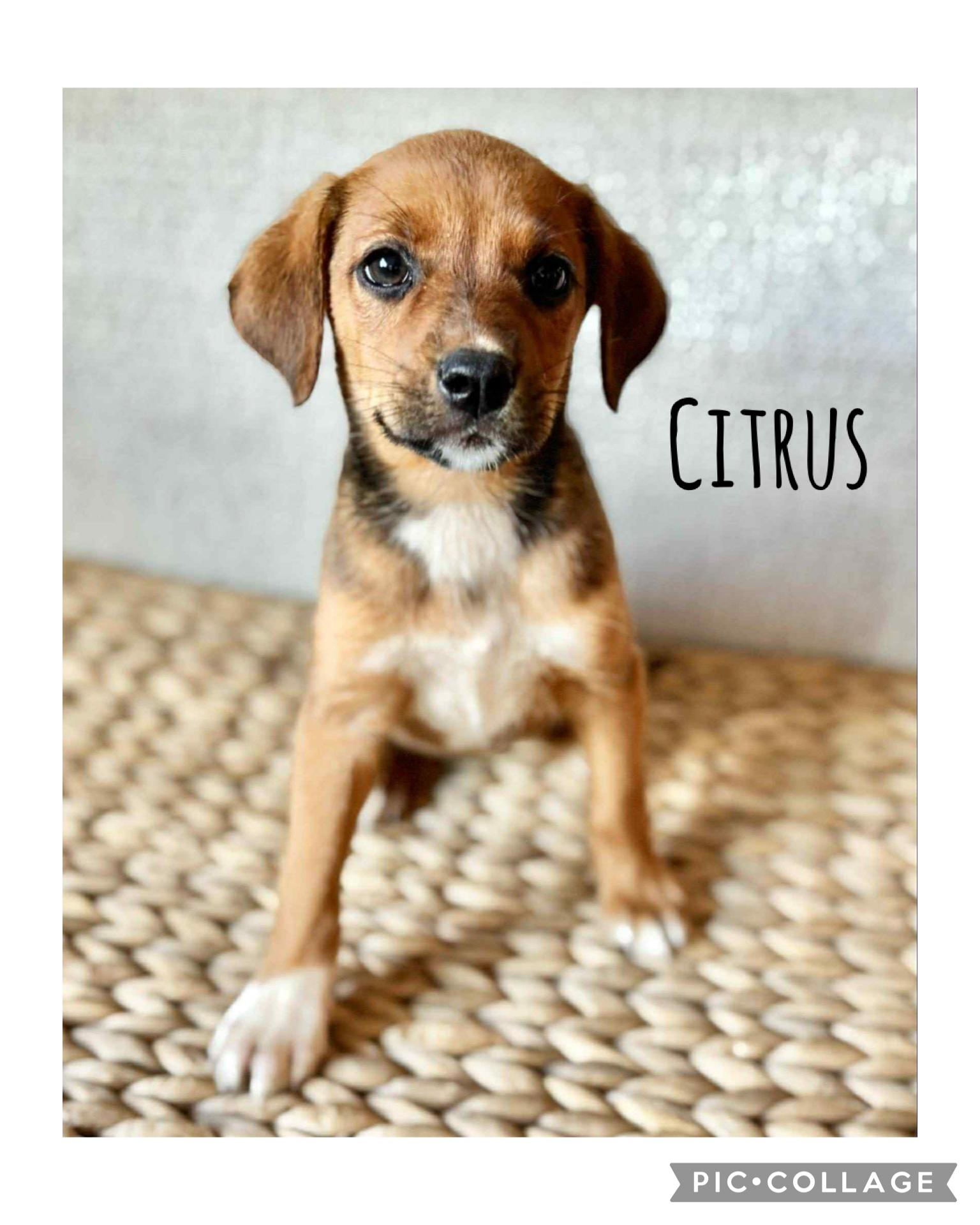 Citrus