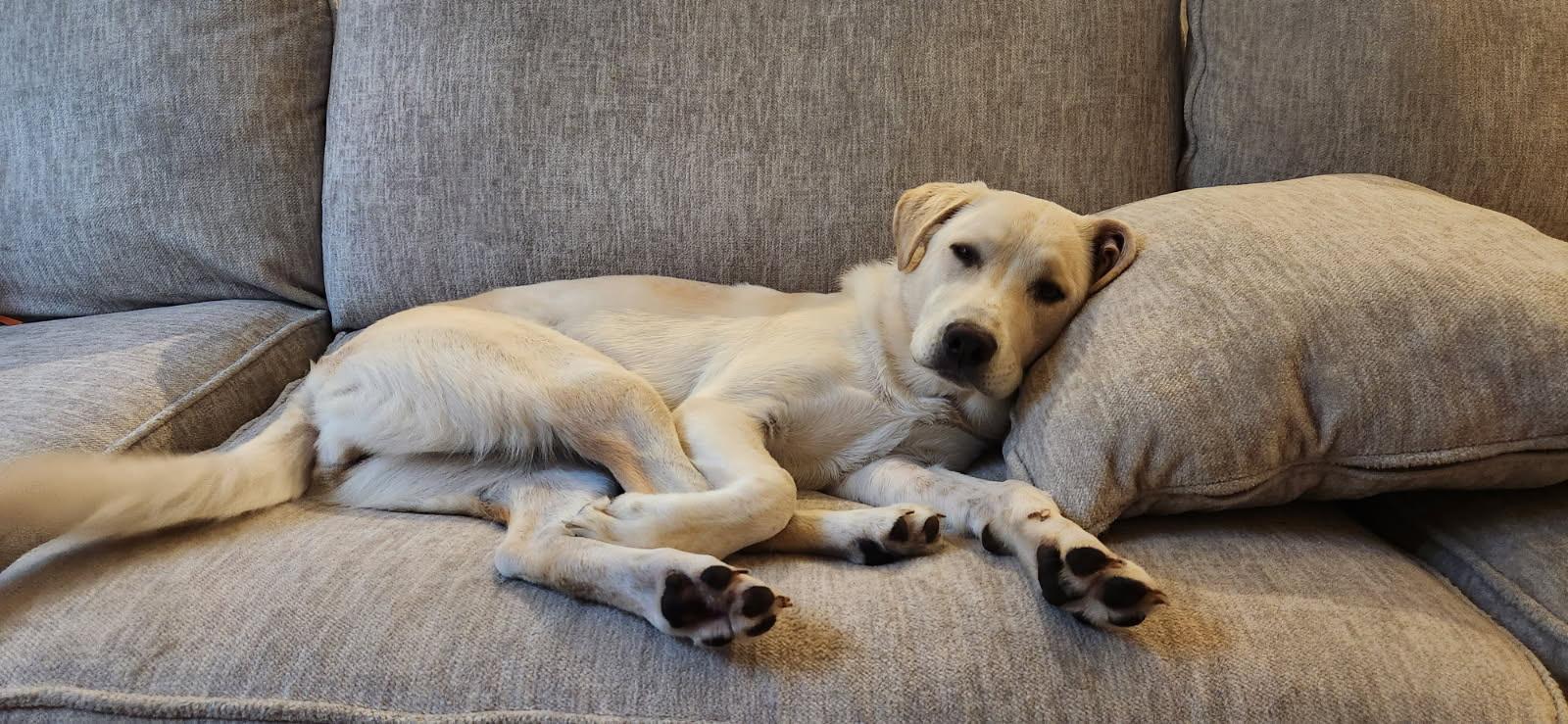 WILLOW, Adopted, Young Female Labrador Retriever & Great Pyrenees.