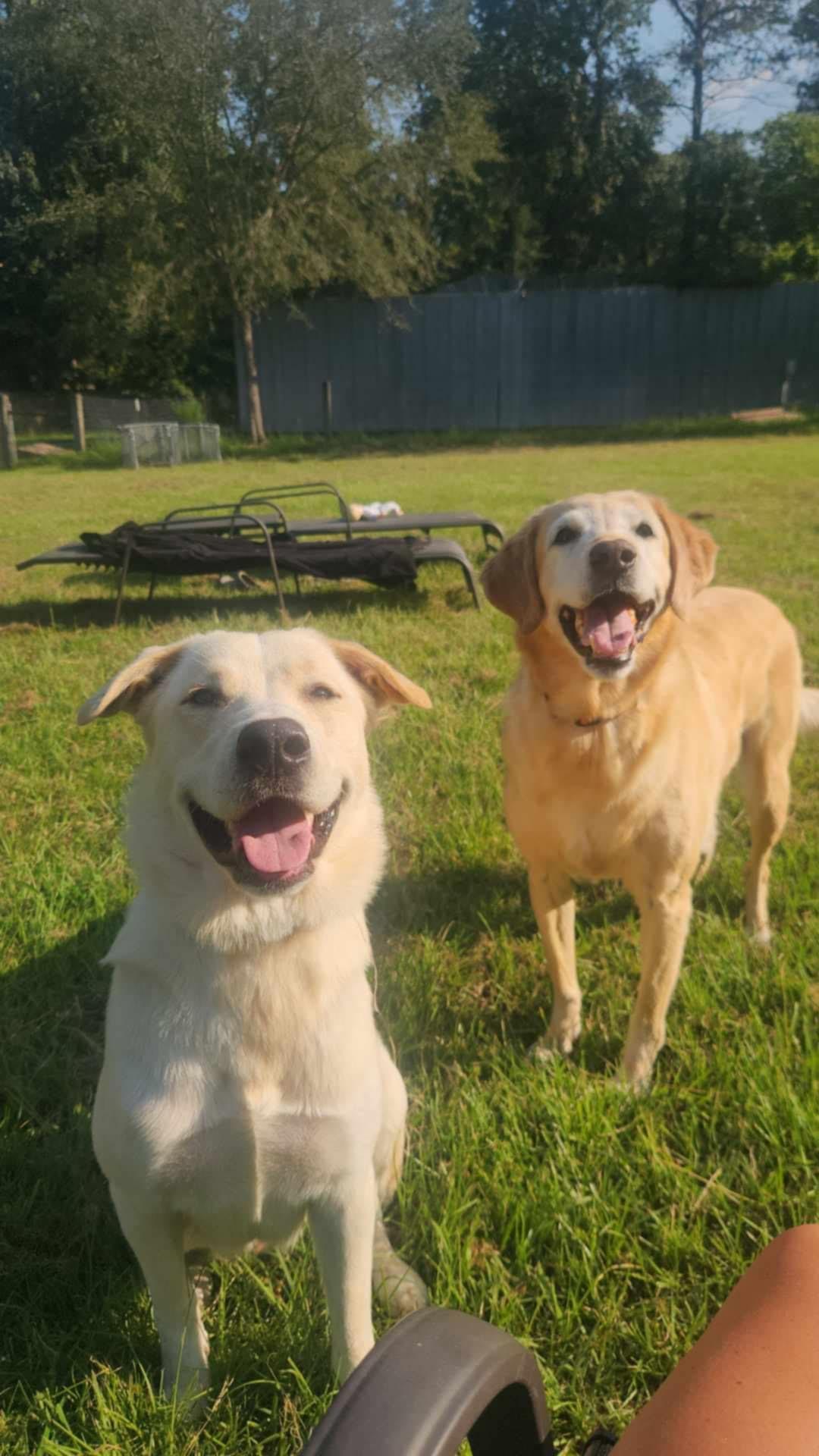 Enlarge WILLOW, a Adopted mixed breed in Brule, NE image 2/6