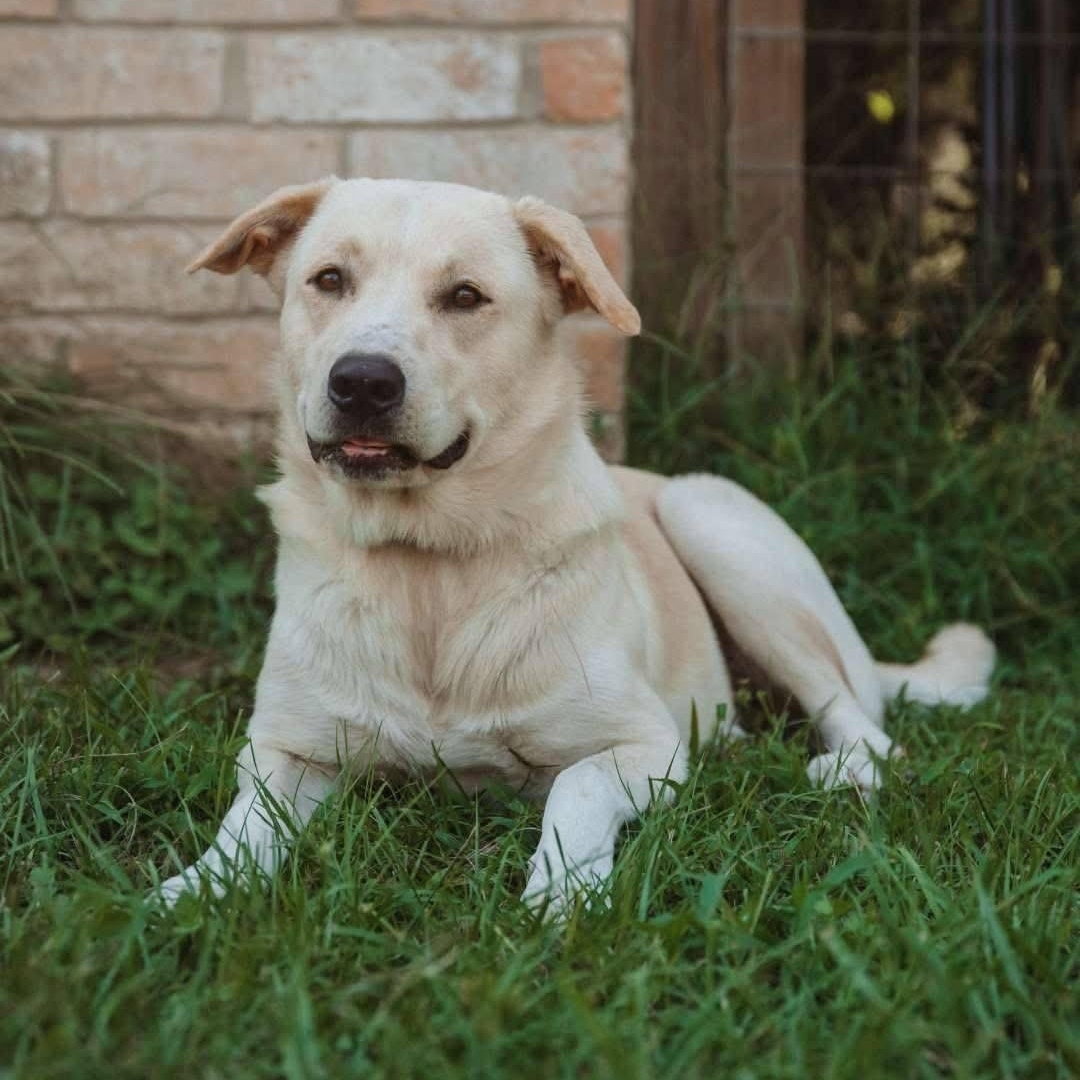 Enlarge WILLOW, a Adopted mixed breed in Brule, NE image 3/6
