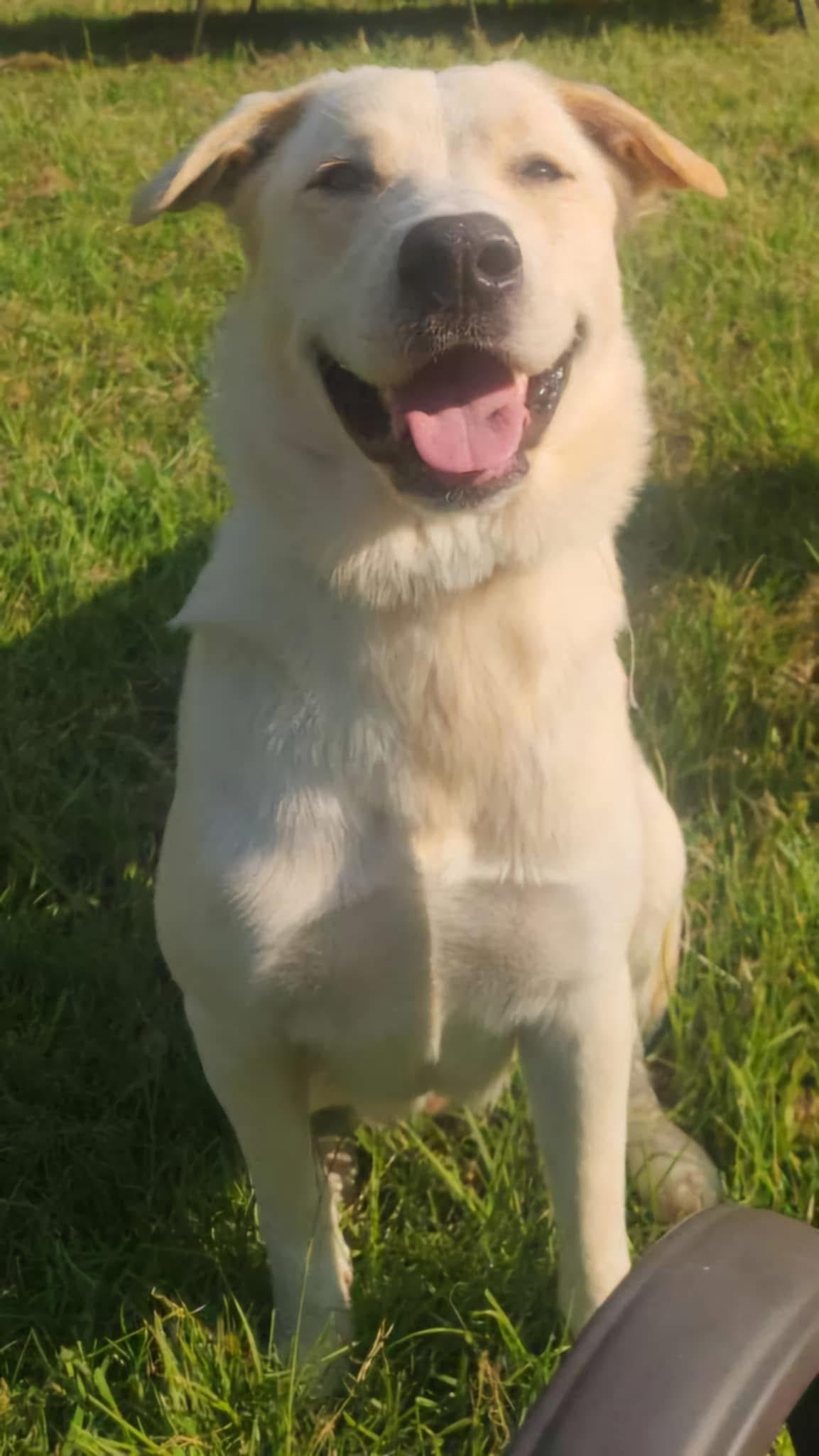 Enlarge WILLOW, a Adopted mixed breed in Brule, NE image 4/6