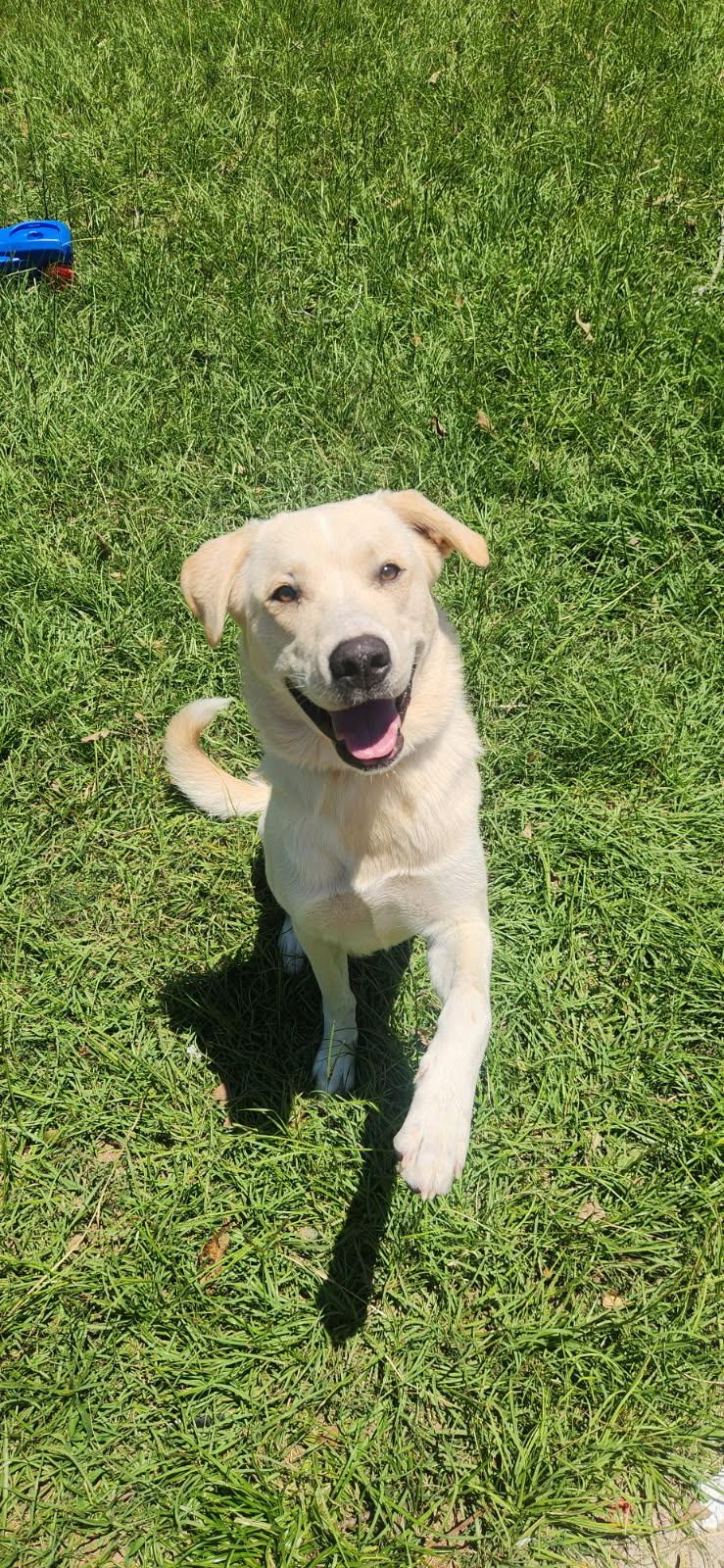 Enlarge WILLOW, a Adopted mixed breed in Brule, NE image 5/6