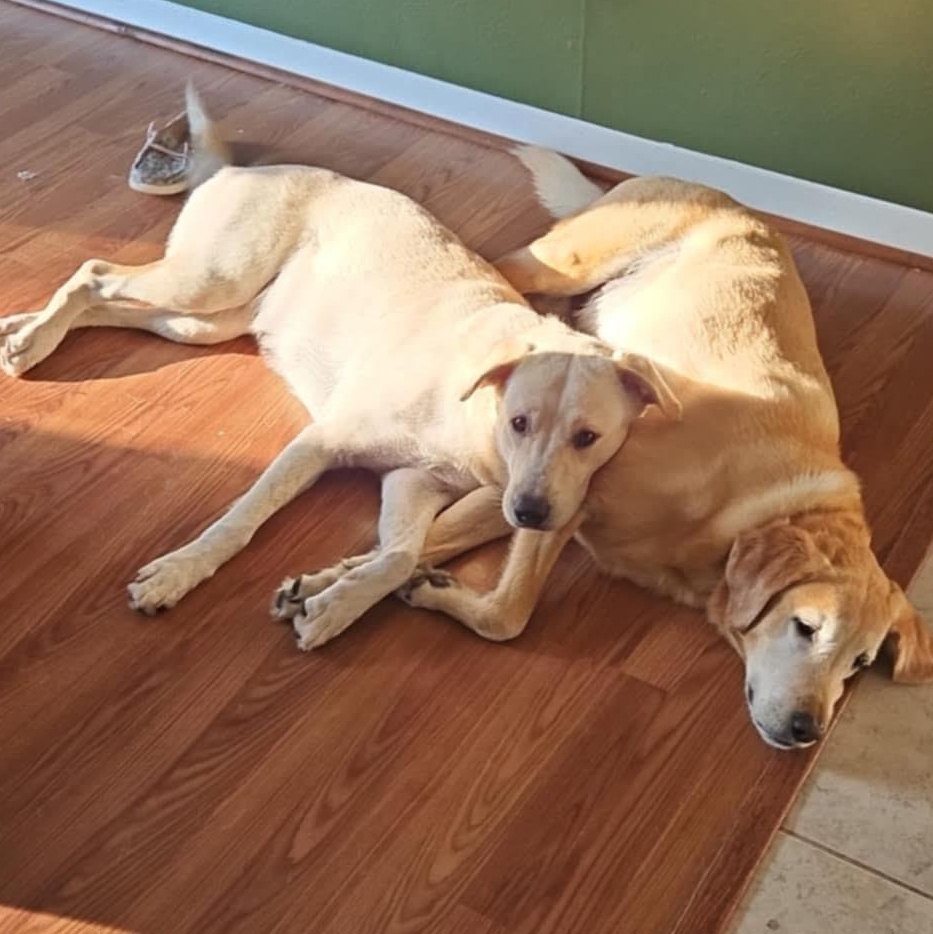 Enlarge WILLOW, a Adopted mixed breed in Brule, NE image 6/6