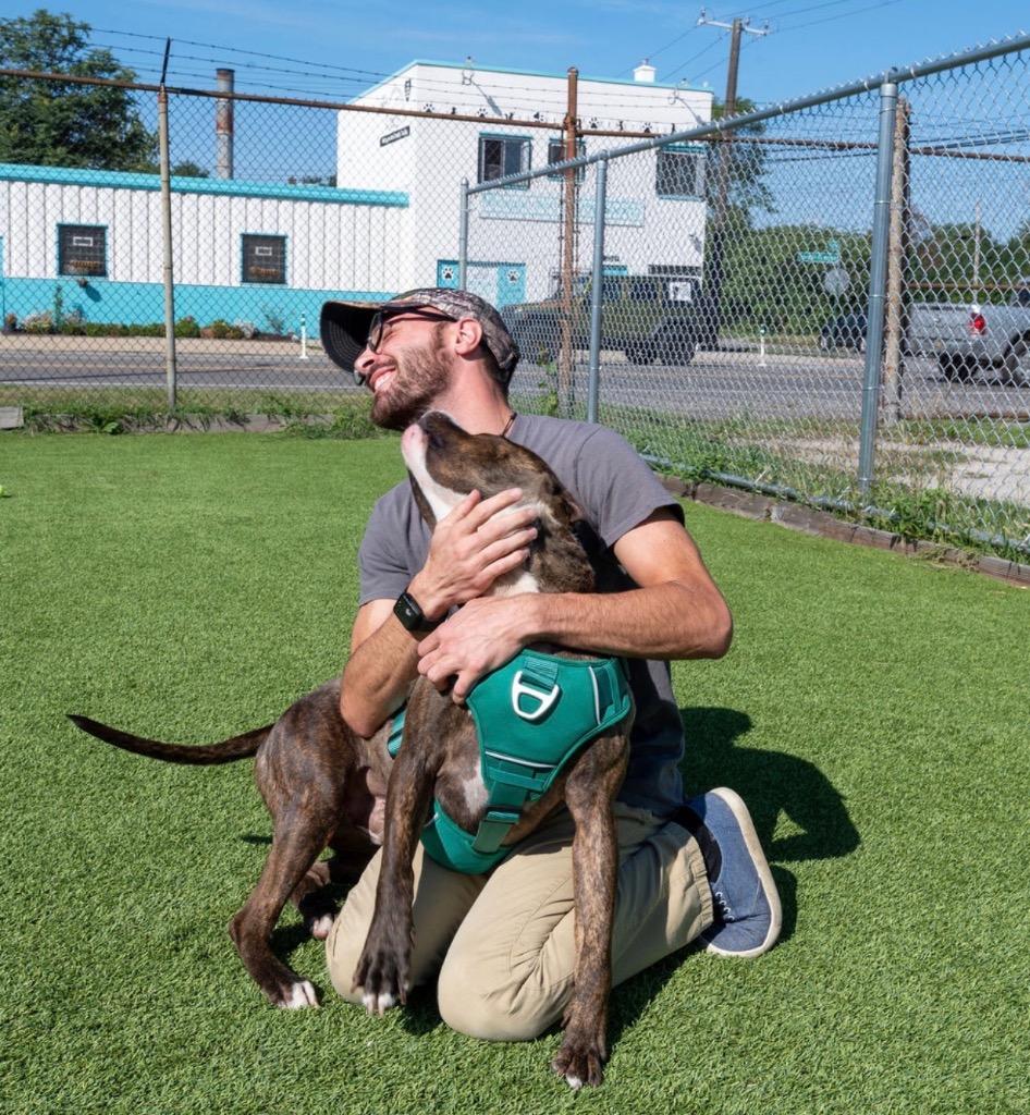 Frankie, Adoptable, Young Male Mixed Breed.