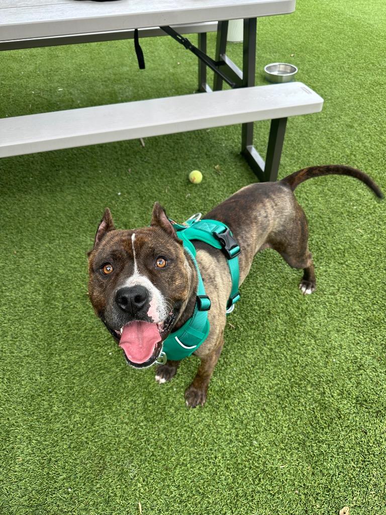 Frankie, a Adoptable mixed breed in Detroit, MI image 2/5