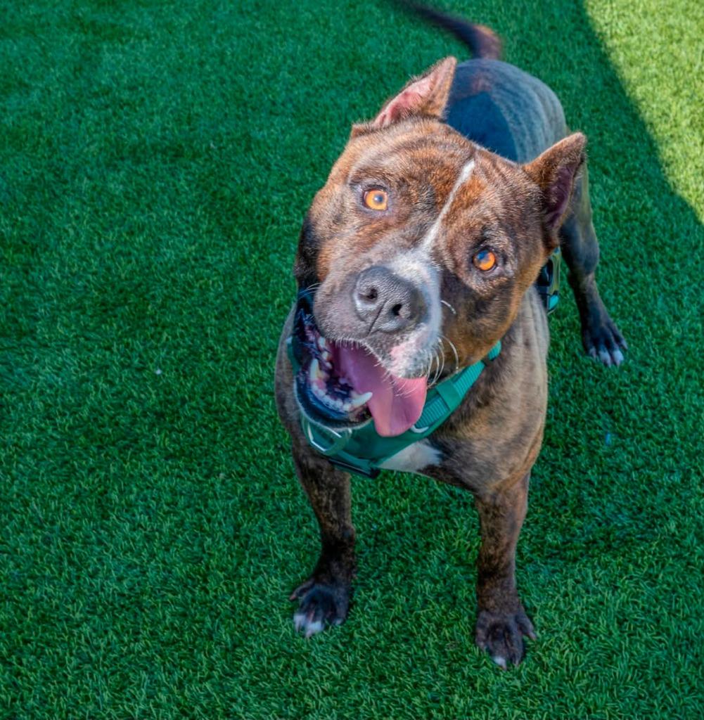 Frankie, a Adoptable mixed breed in Detroit, MI image 4/5