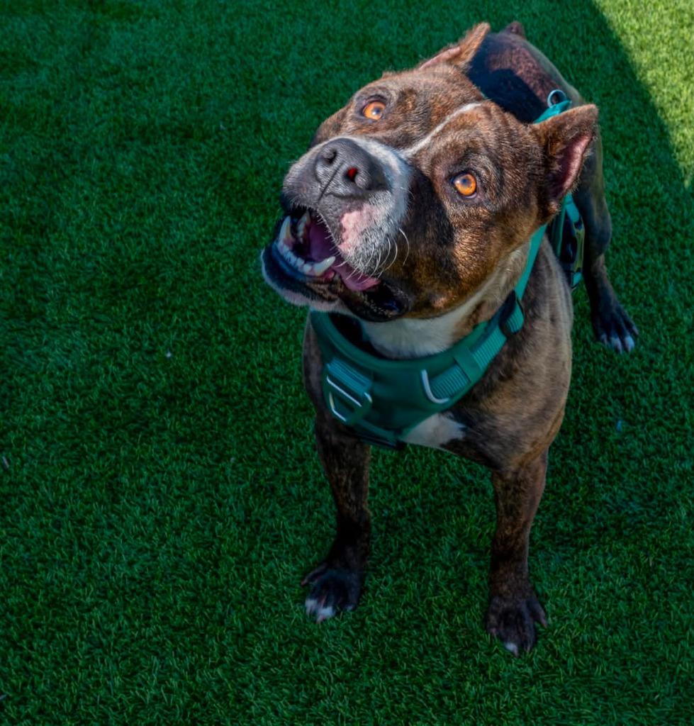 Frankie, a Adoptable mixed breed in Detroit, MI image 5/5
