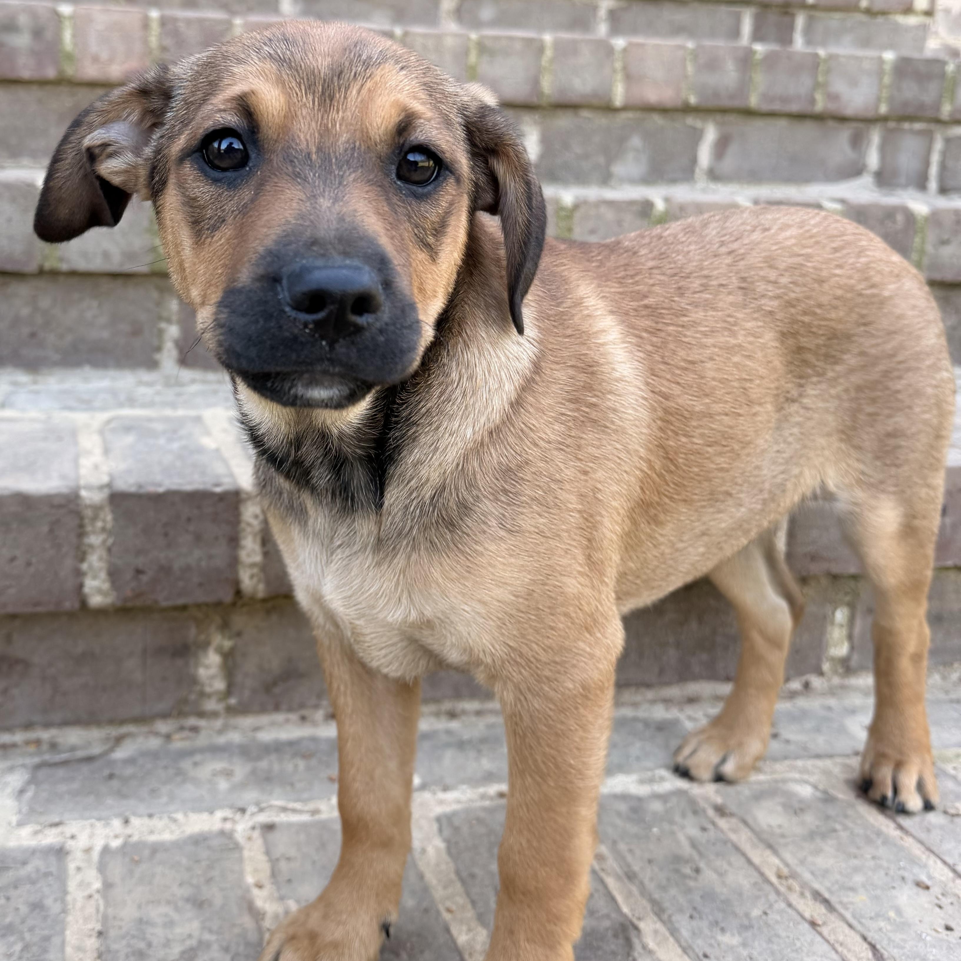 Enlarge Duke, an adopted mixed breed in Harrisburg, PA image 3/6