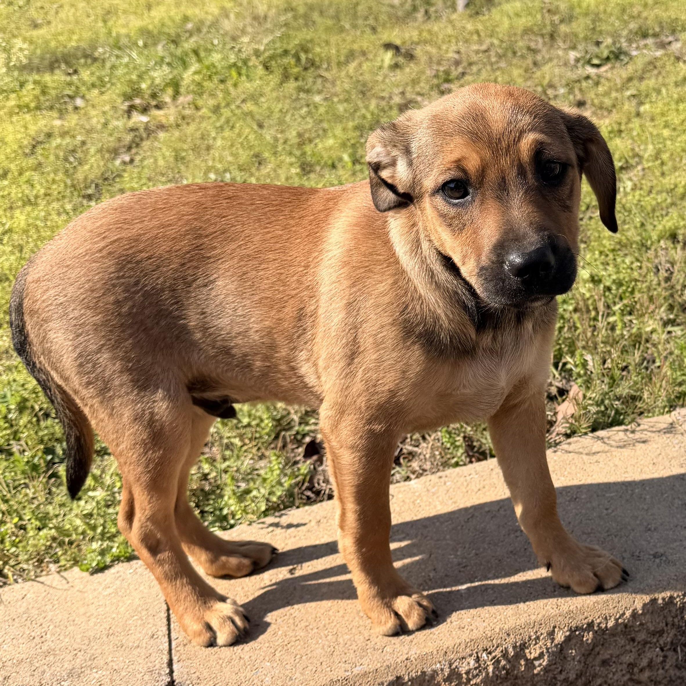 Enlarge Duke, an adopted mixed breed in Harrisburg, PA image 2/6