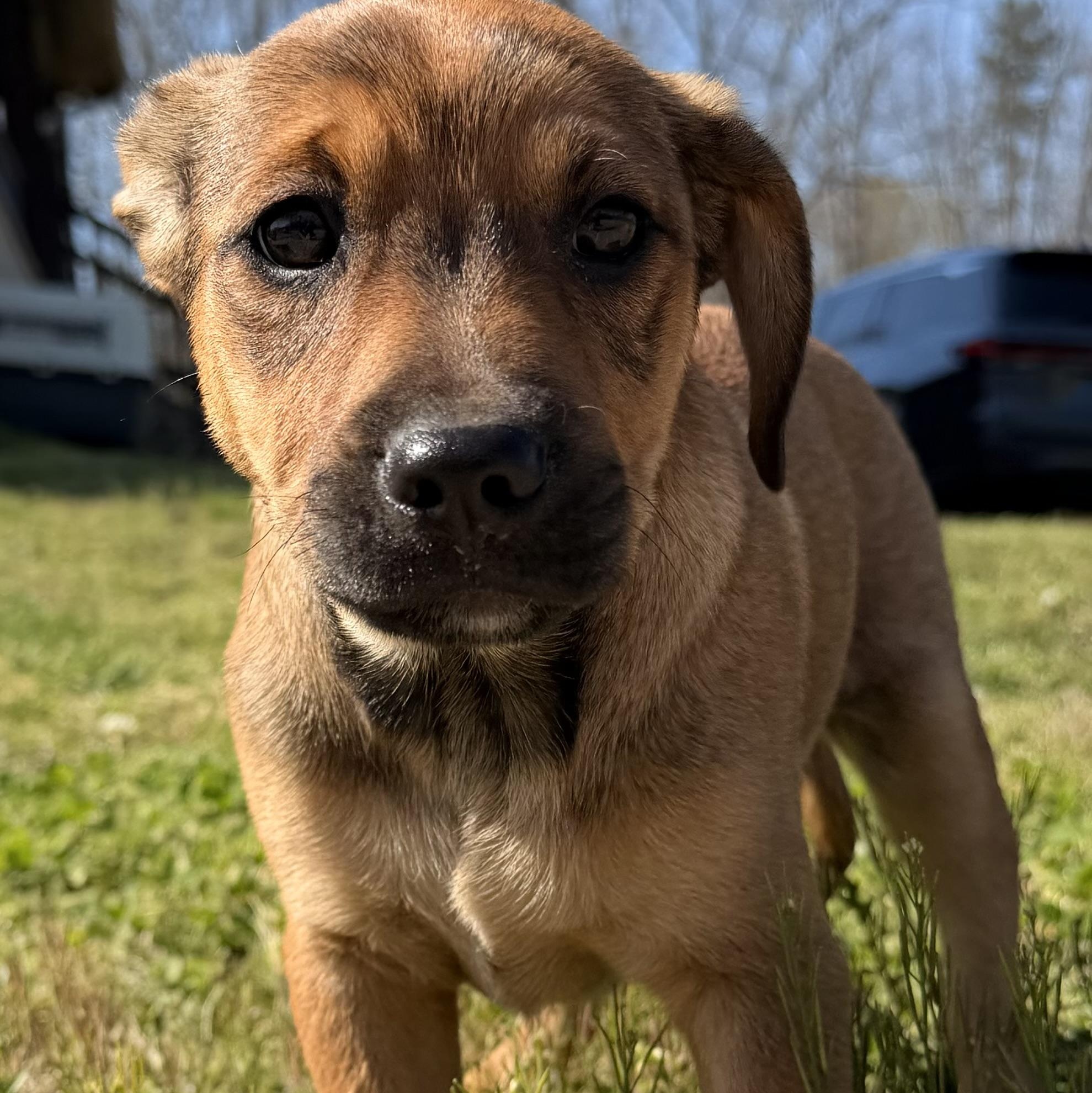 Enlarge Duke, an adopted mixed breed in Harrisburg, PA image 1/6