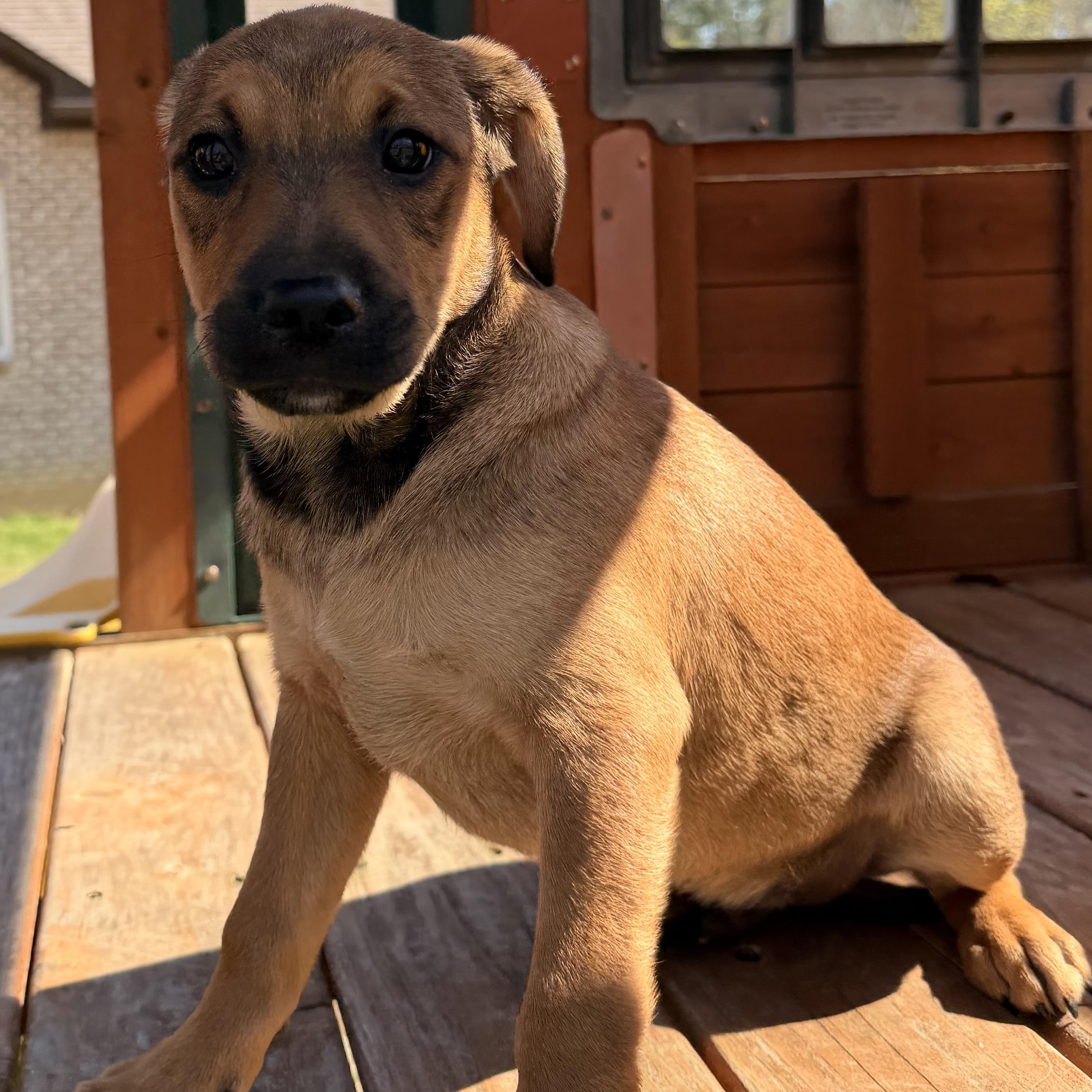 Enlarge Duke, an adopted mixed breed in Harrisburg, PA image 6/6