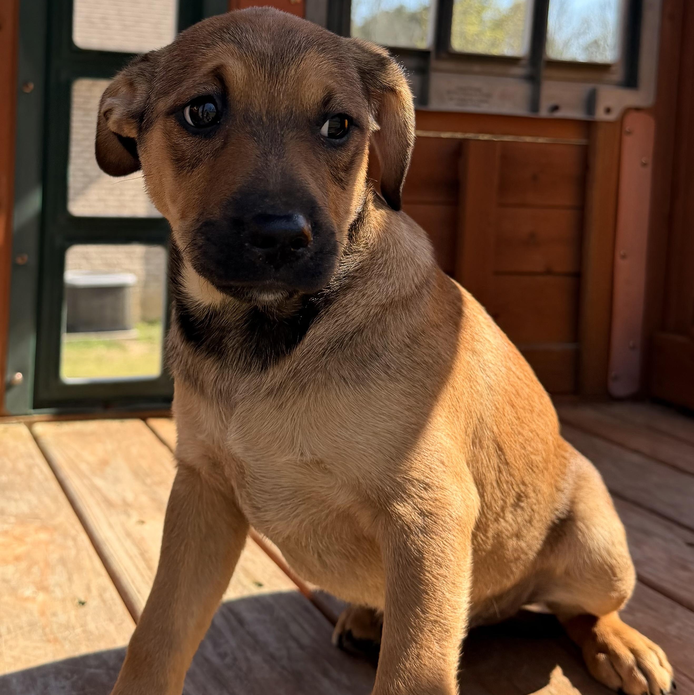 Enlarge Duke, an adopted mixed breed in Harrisburg, PA image 5/6