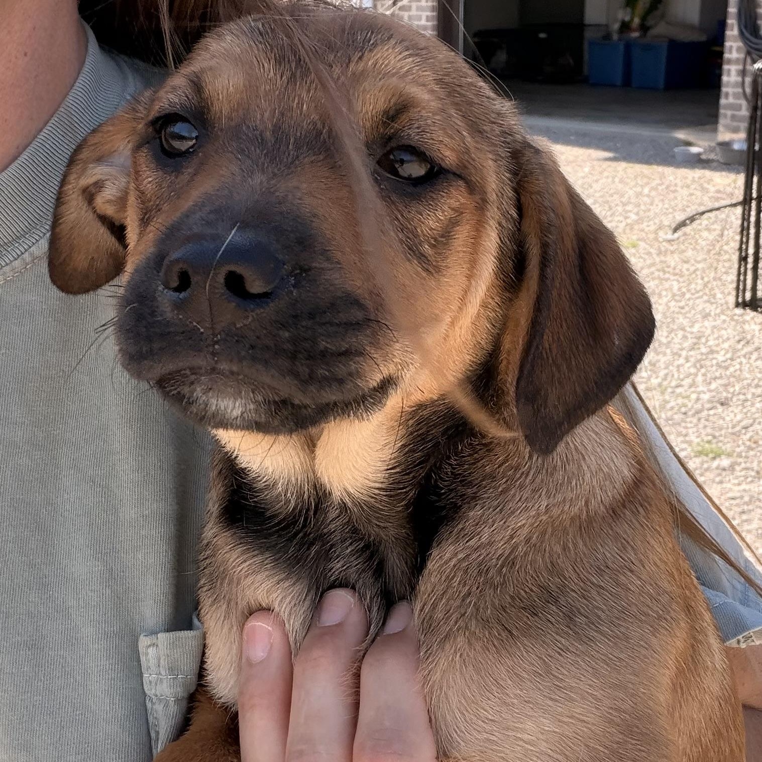 Enlarge Duke, an adopted mixed breed in Harrisburg, PA image 4/6