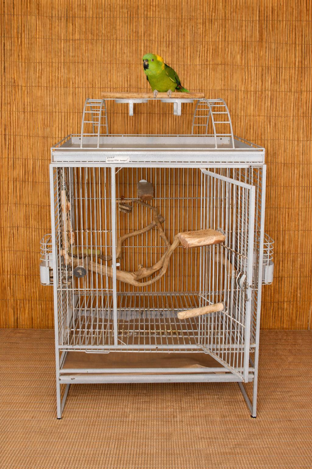 Enlarge Eddie & Oliver- 2 Post to view Photos, an adoptable Amazon in Vancouver, WA image 5/5