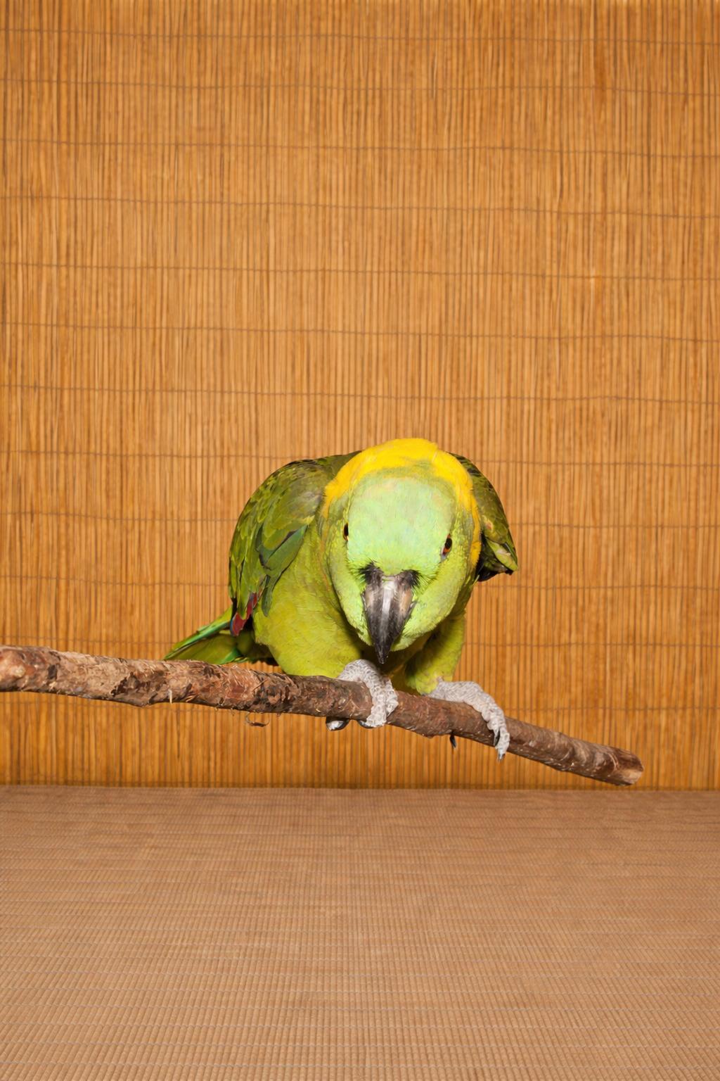 Enlarge Eddie & Oliver- 2 Post to view Photos, an adoptable Amazon in Vancouver, WA image 3/5