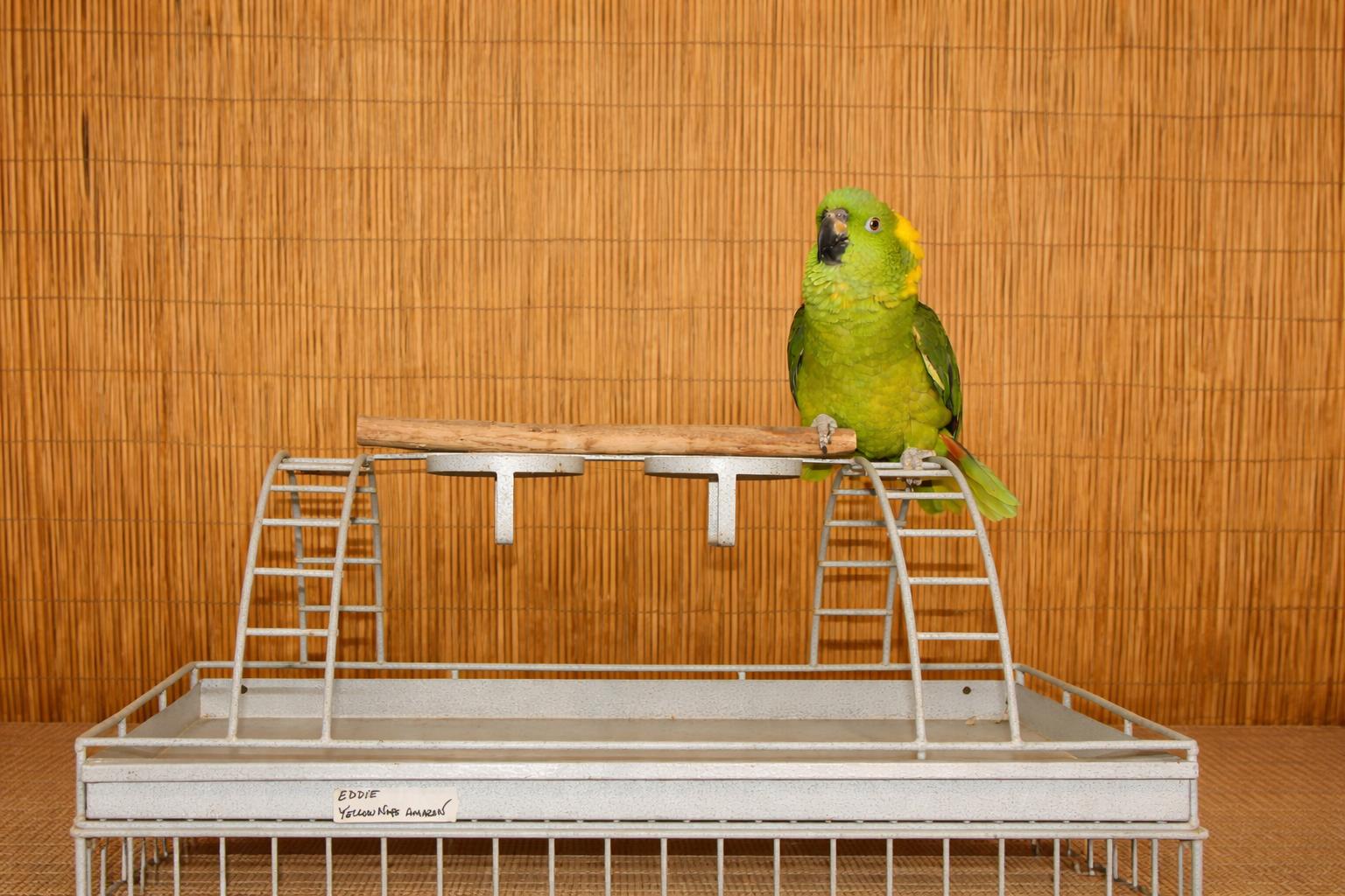 Enlarge Eddie & Oliver- 2 Post to view Photos, an adoptable Amazon in Vancouver, WA image 1/5