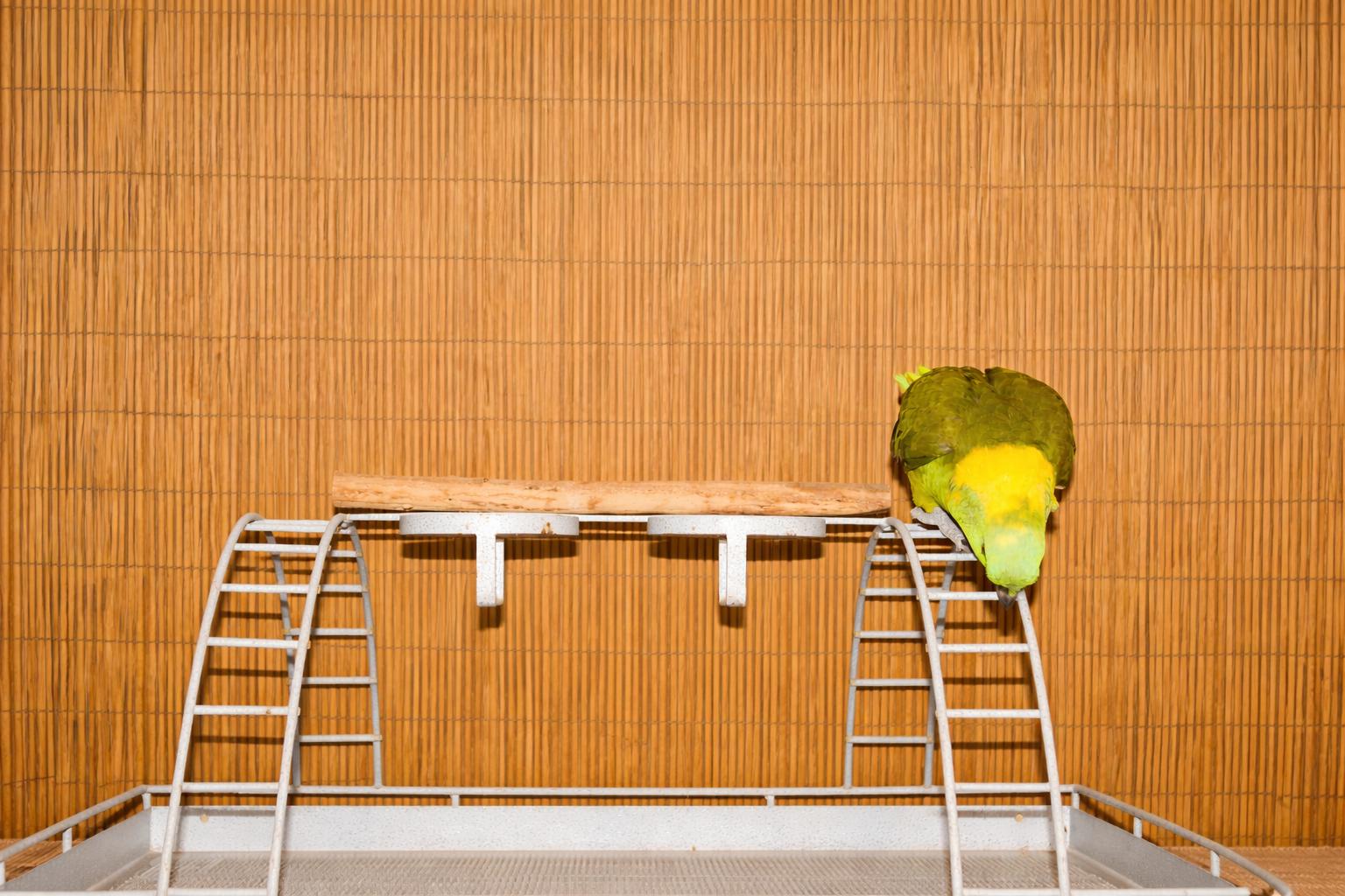 Enlarge Eddie & Oliver- 2 Post to view Photos, an adoptable Amazon in Vancouver, WA image 4/5