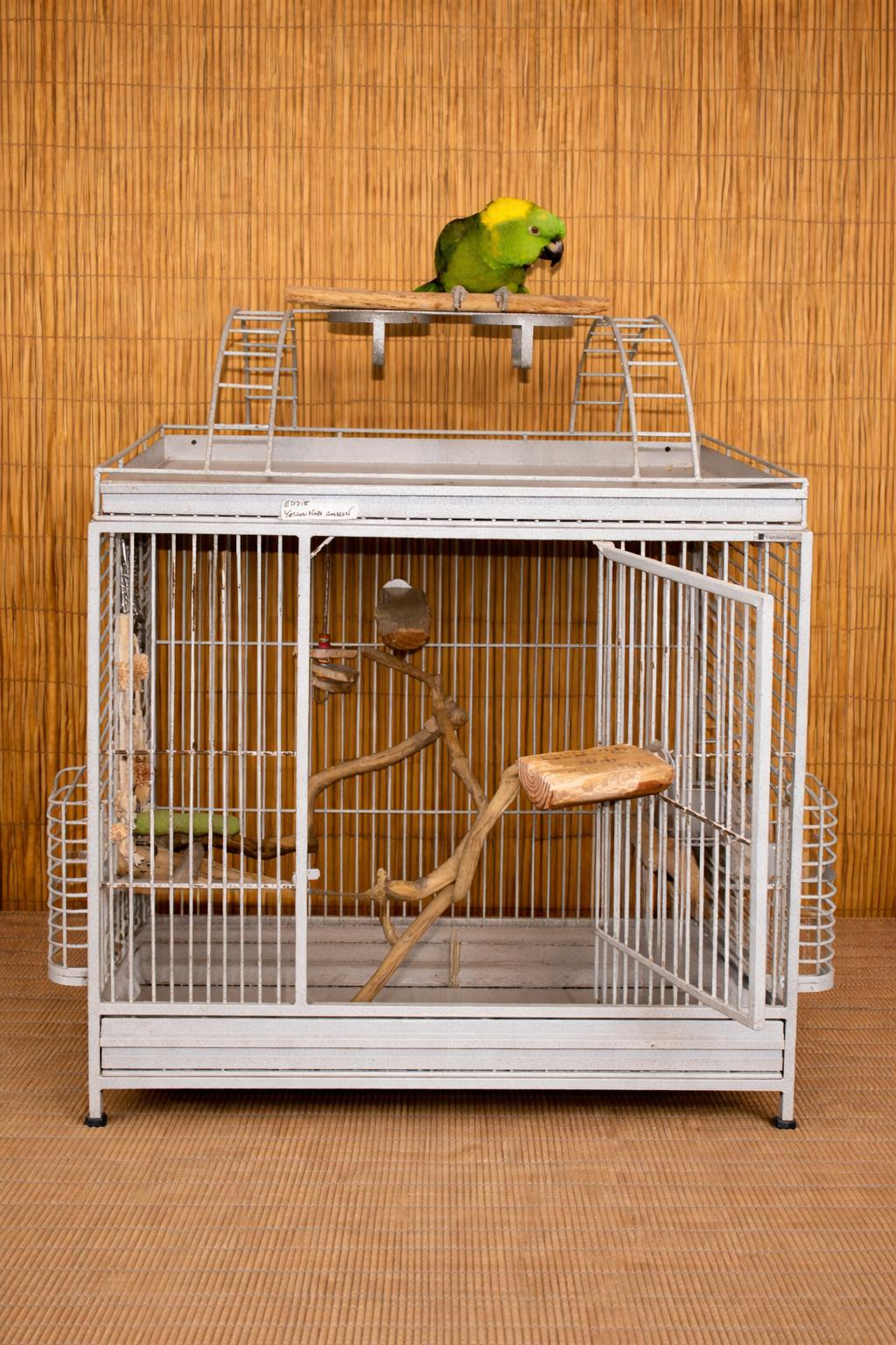 Enlarge Eddie & Oliver- 2 Post to view Photos, an adoptable Amazon in Vancouver, WA image 2/5