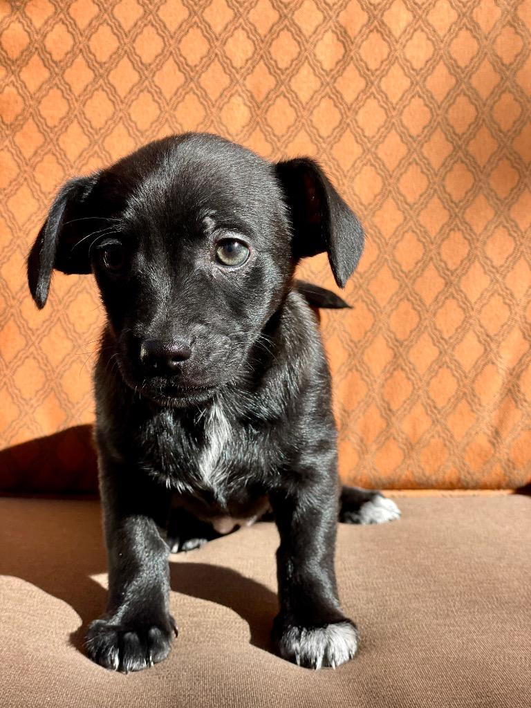 Yarra, Adoptable, Young Female Mixed Breed.