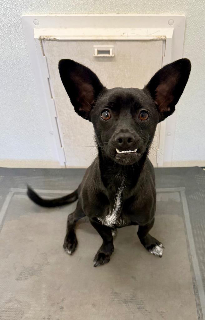 Yarra, a Adoptable mixed breed in Thousand Oaks, CA image 2/3