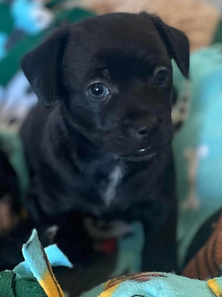 Yarra, a Adoptable mixed breed in Thousand Oaks, CA image 3/3