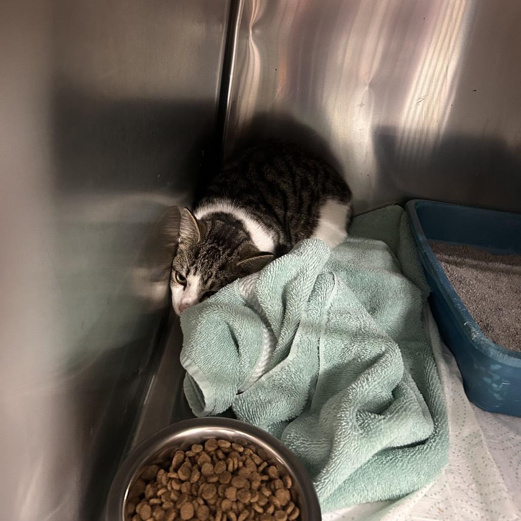 Enlarge Bob the Builder, a Adoptable Domestic Short Hair in Bronson, FL image 1/1