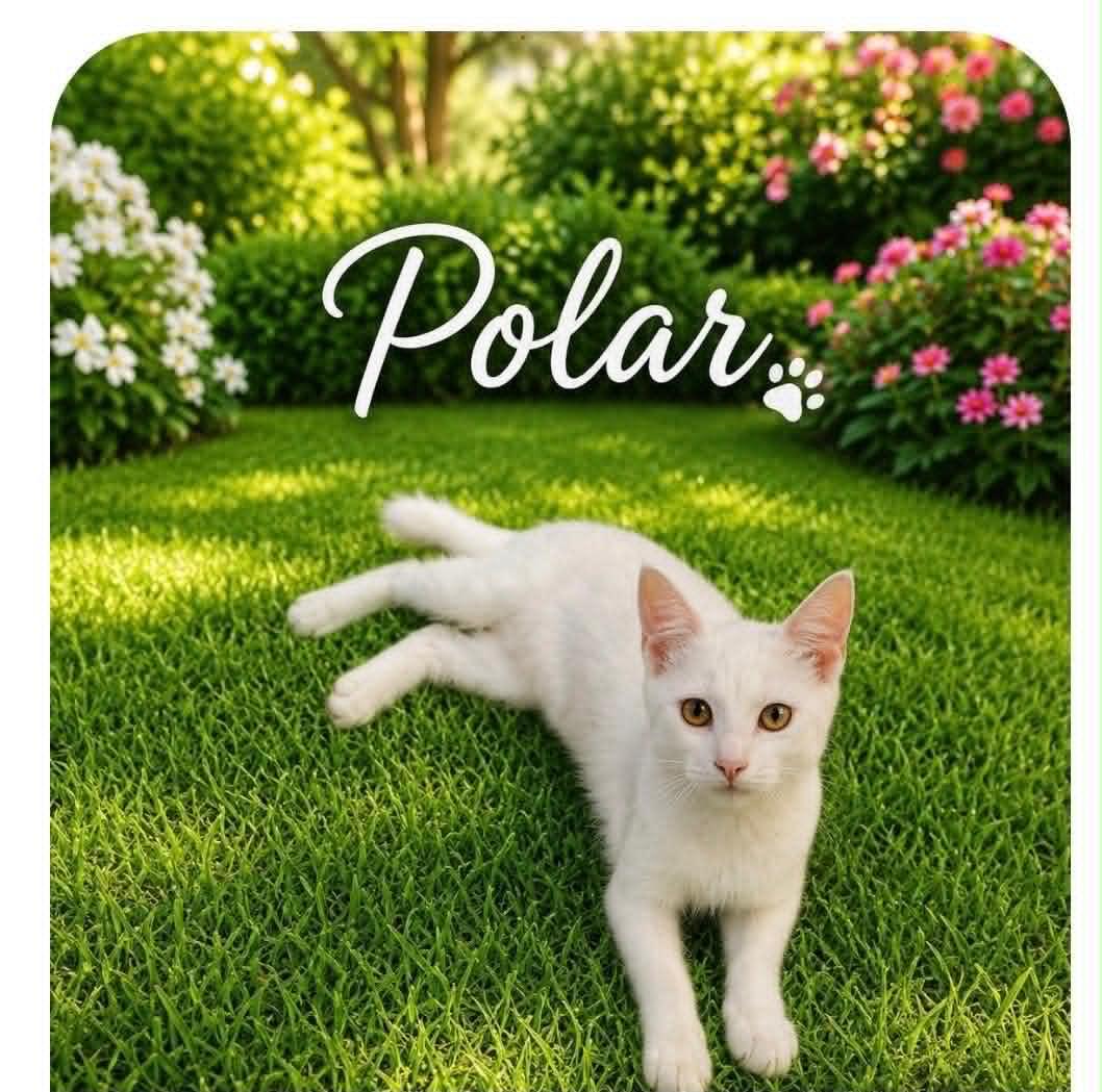 Polar, ADOPTABLE, Young Male Domestic Short Hair.