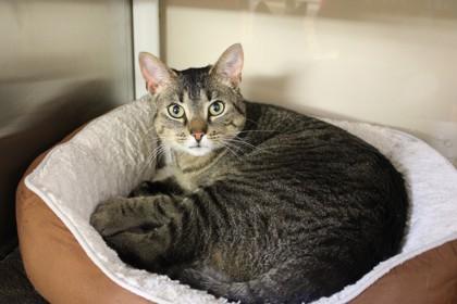 Enlarge Gumbo, a Adoptable mixed breed in Kansas City, MO image 1/1