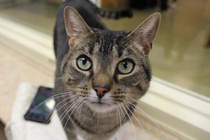 Gumbo, Adoptable, Adult Male Domestic Short Hair & Domestic Short Hair.