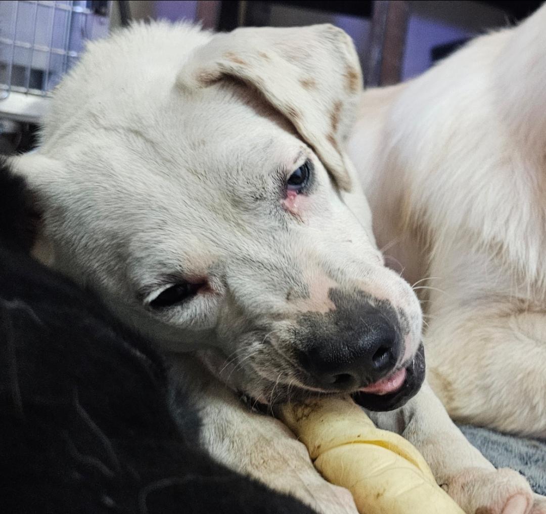 June, Adoptable, Adult Female American Bulldog.