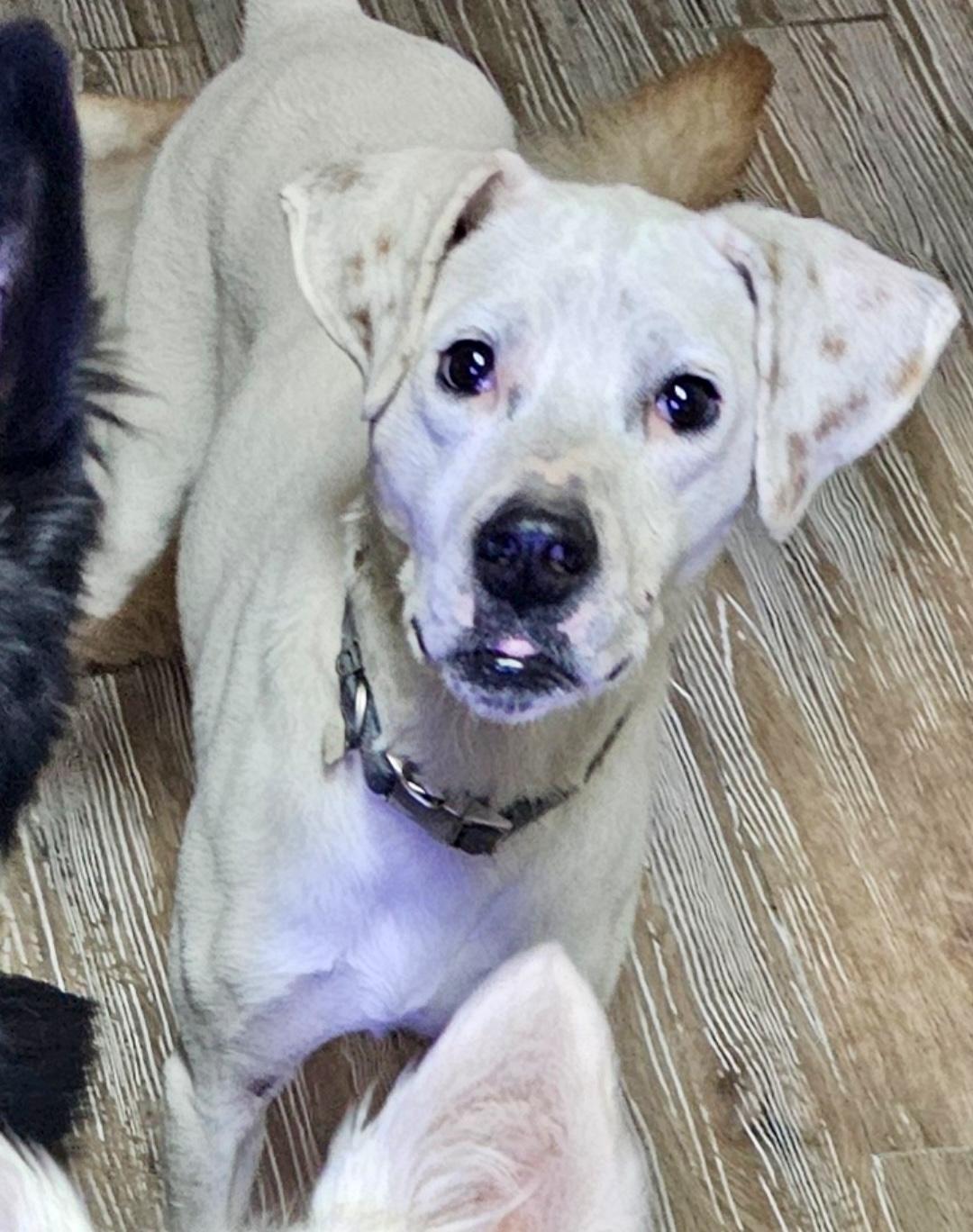 June, a Adoptable mixed breed in Pocatello, ID image 2/2