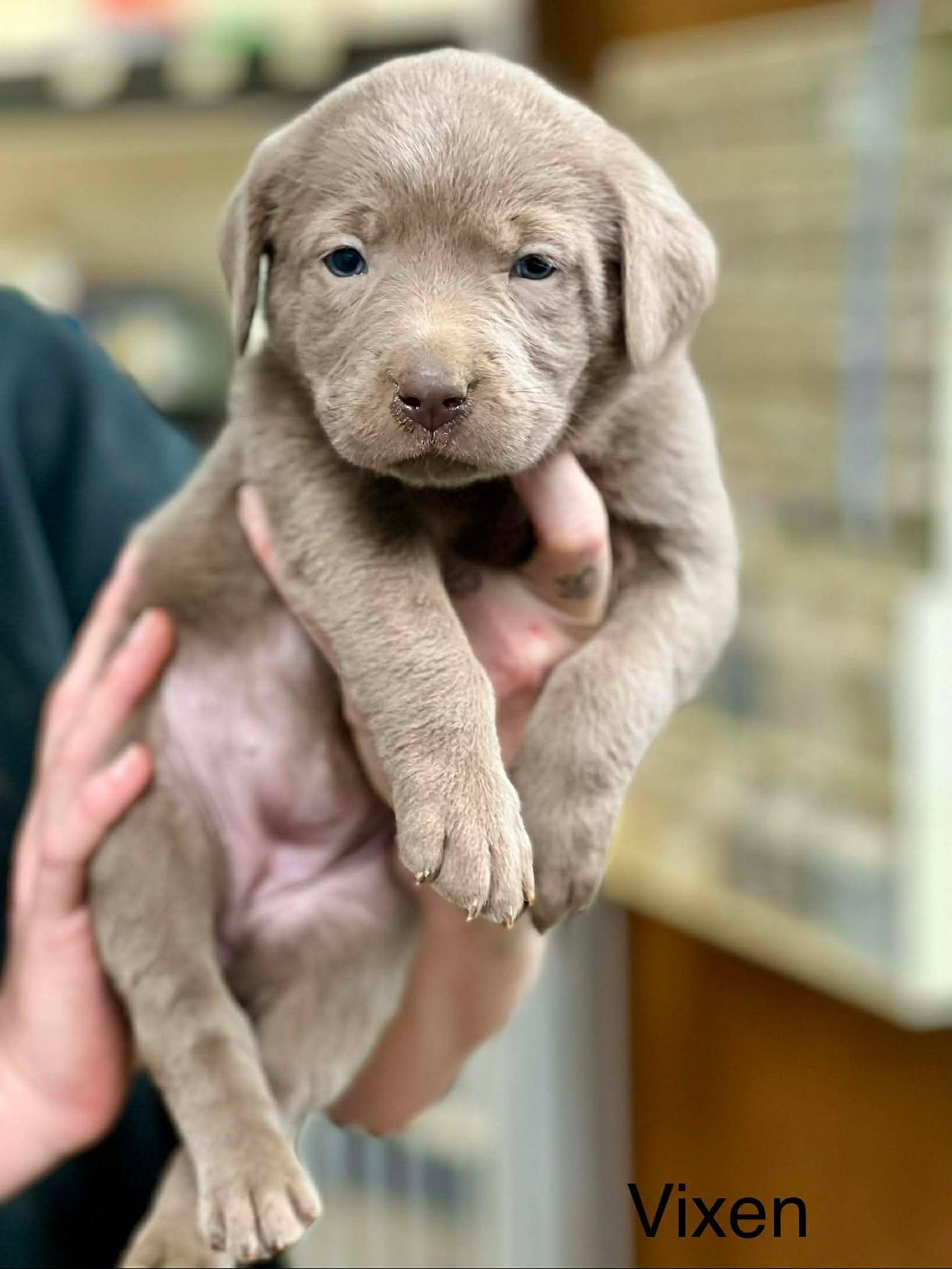 Vixen, ADOPTABLE, Puppy Female Labrador Retriever.