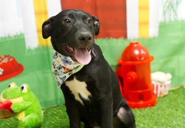 MOSER, Adoptable, Puppy Male German Shepherd Dog & Mixed Breed.