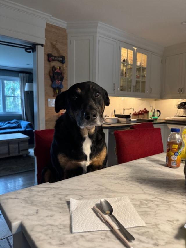 Monroe, Adopted, Young Male Shepherd.