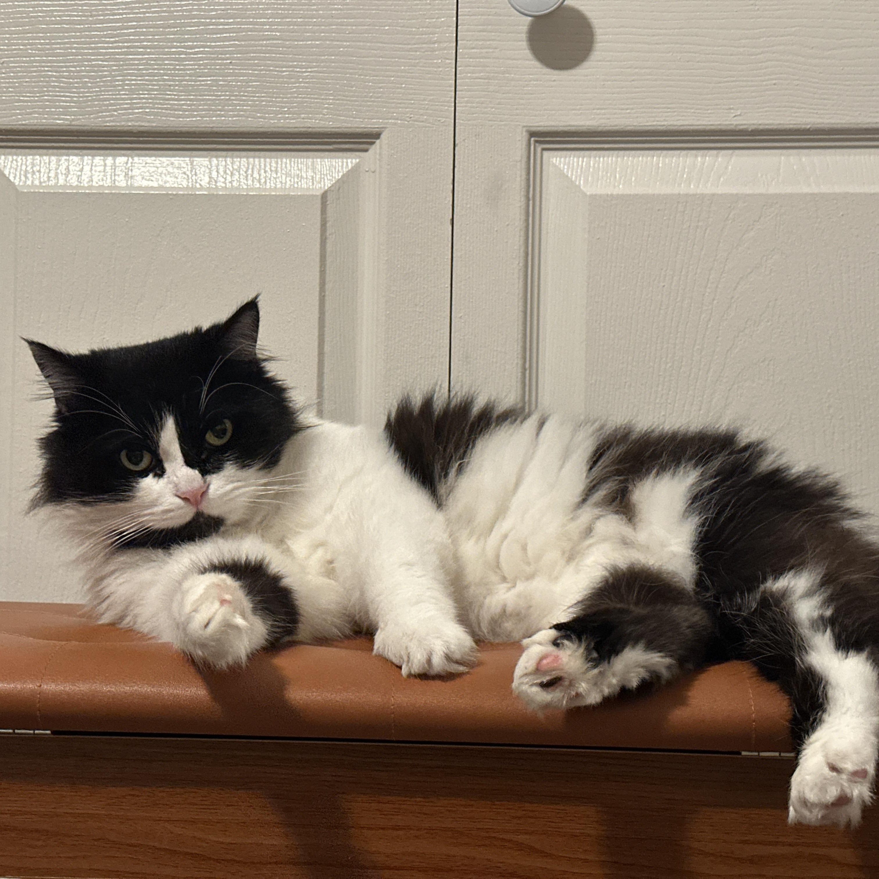 Enlarge Clyde, an adoptable Domestic Long Hair in Portland, OR image 5/6