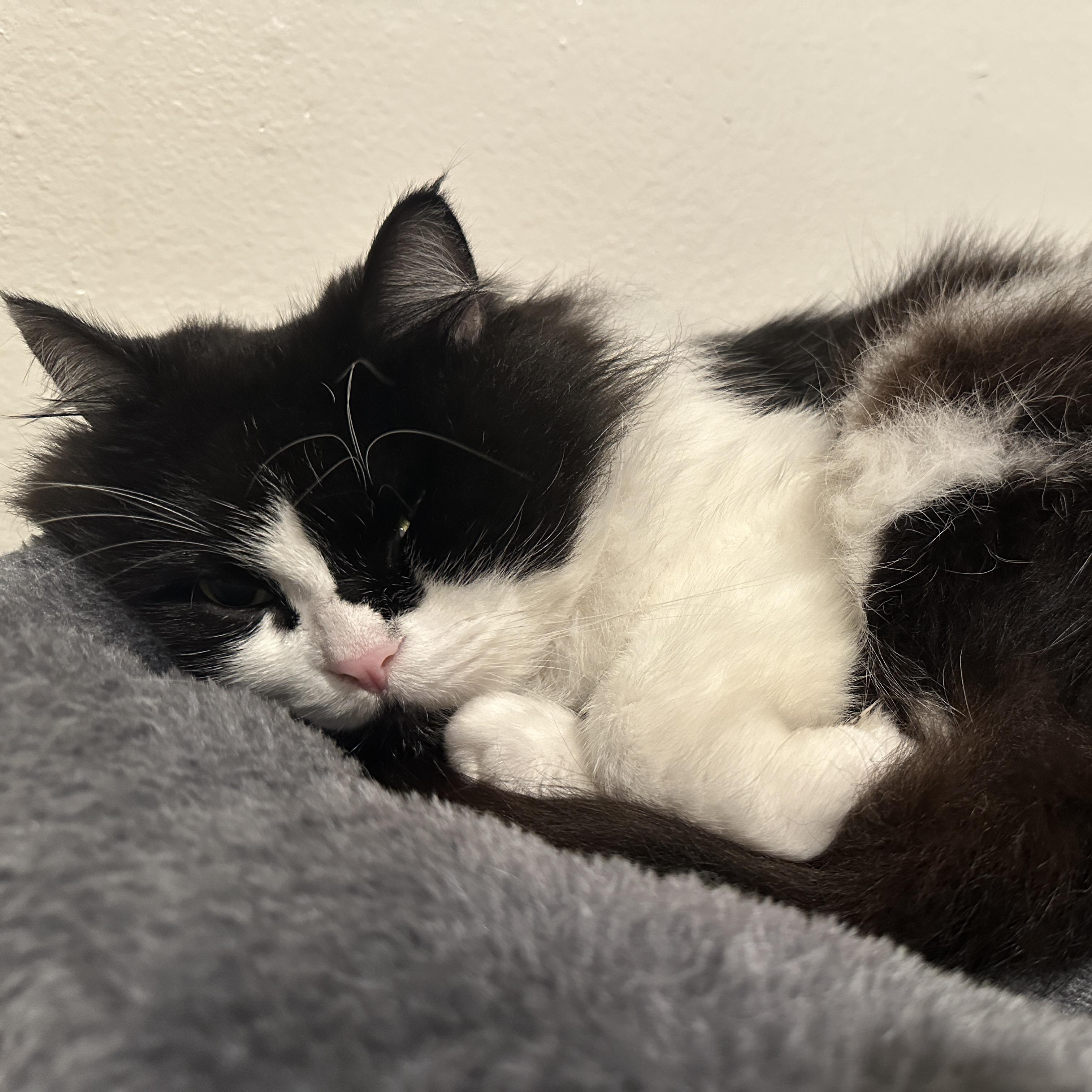 Enlarge Clyde, an adoptable Domestic Long Hair in Portland, OR image 6/6