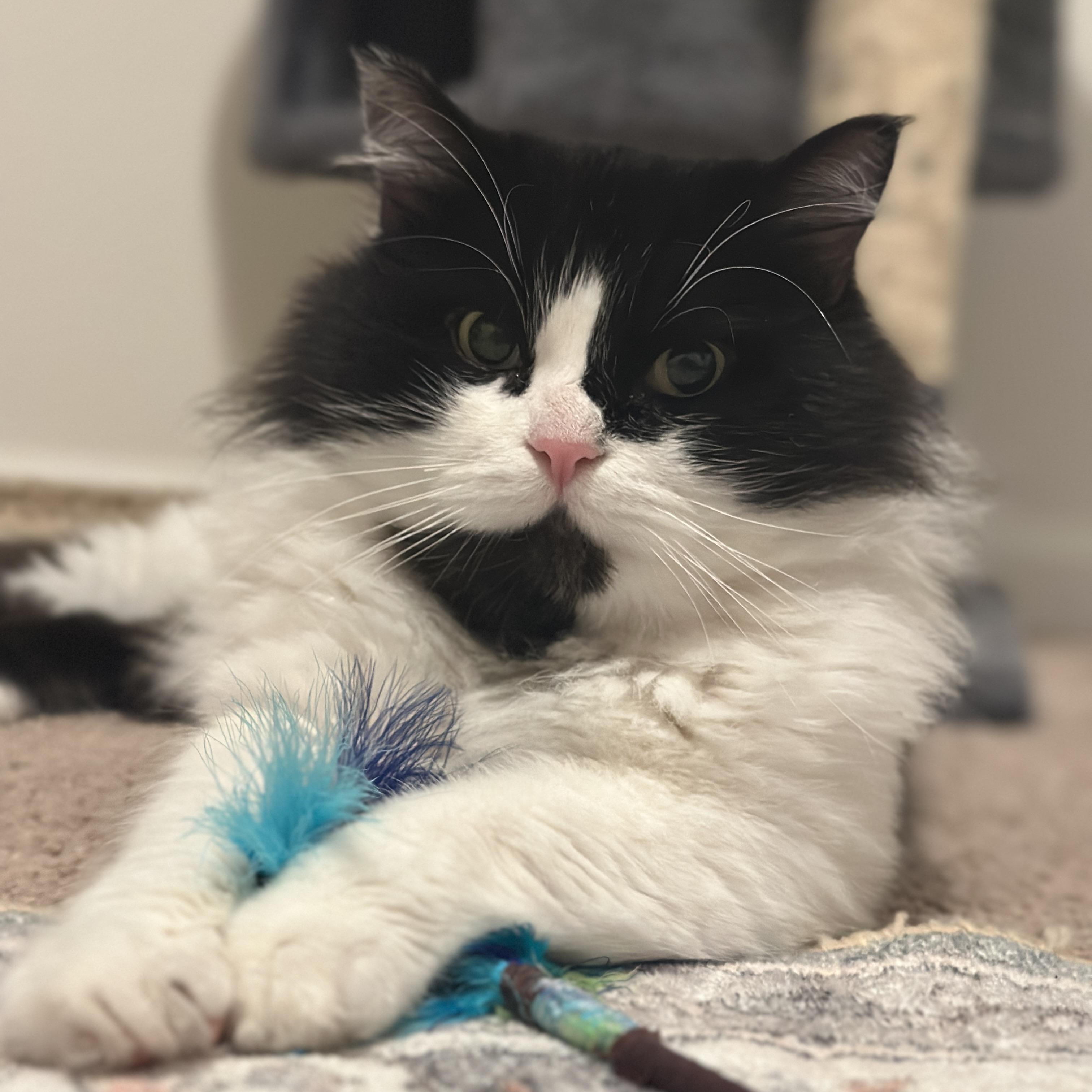 Enlarge Clyde, an adoptable Domestic Long Hair in Portland, OR image 1/6