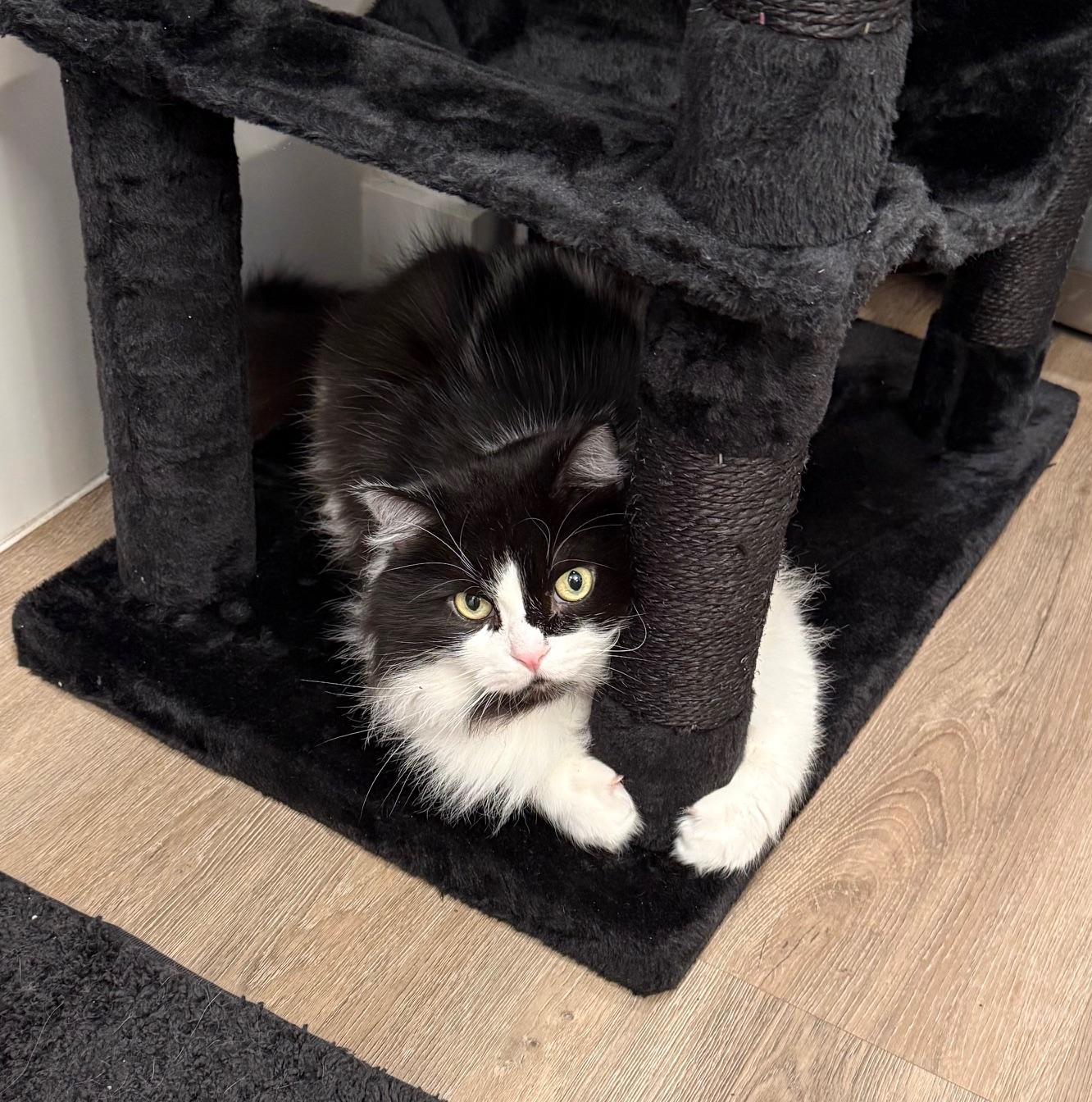 Enlarge Clyde, an adoptable Domestic Long Hair in Portland, OR image 4/6