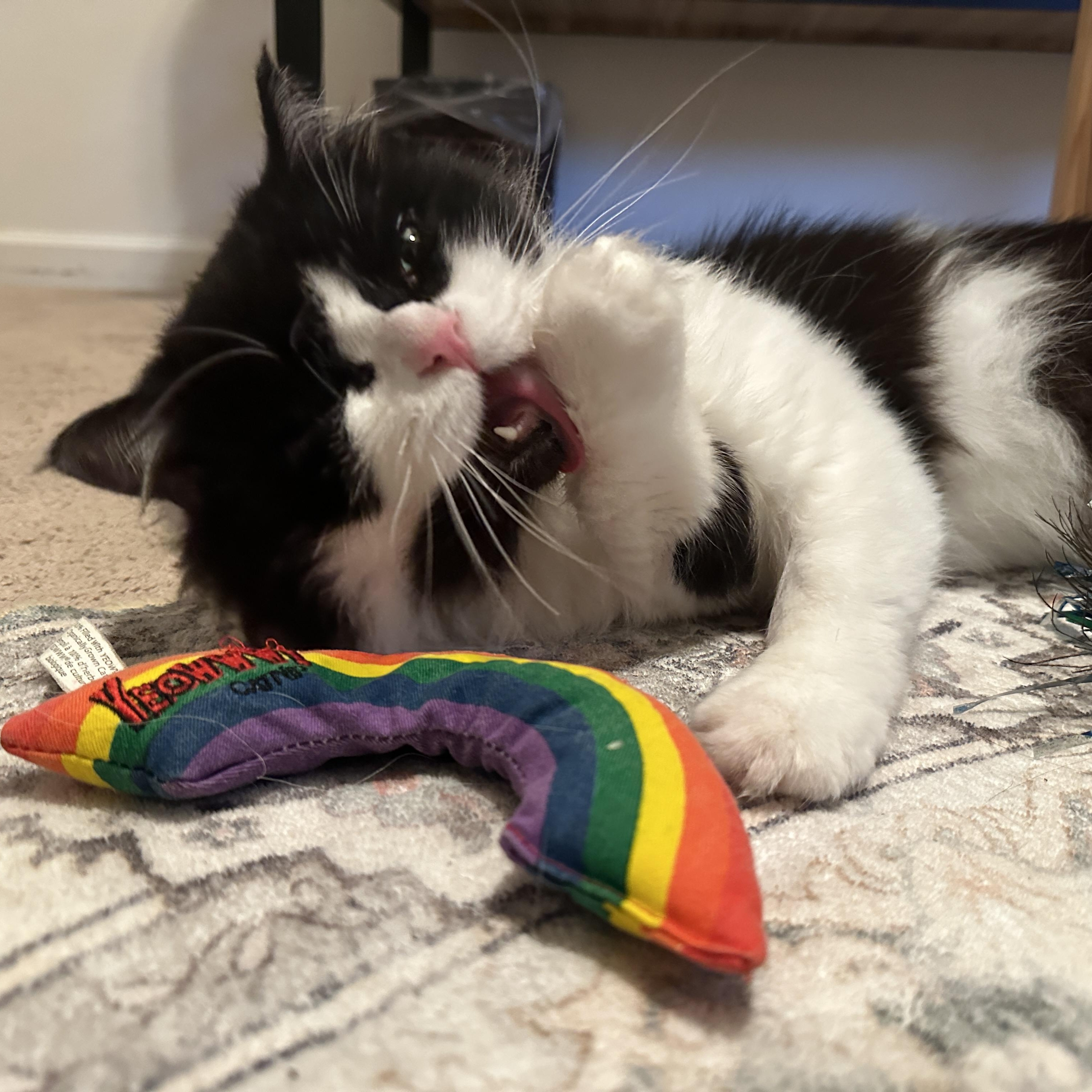 Enlarge Clyde, an adoptable Domestic Long Hair in Portland, OR image 3/6