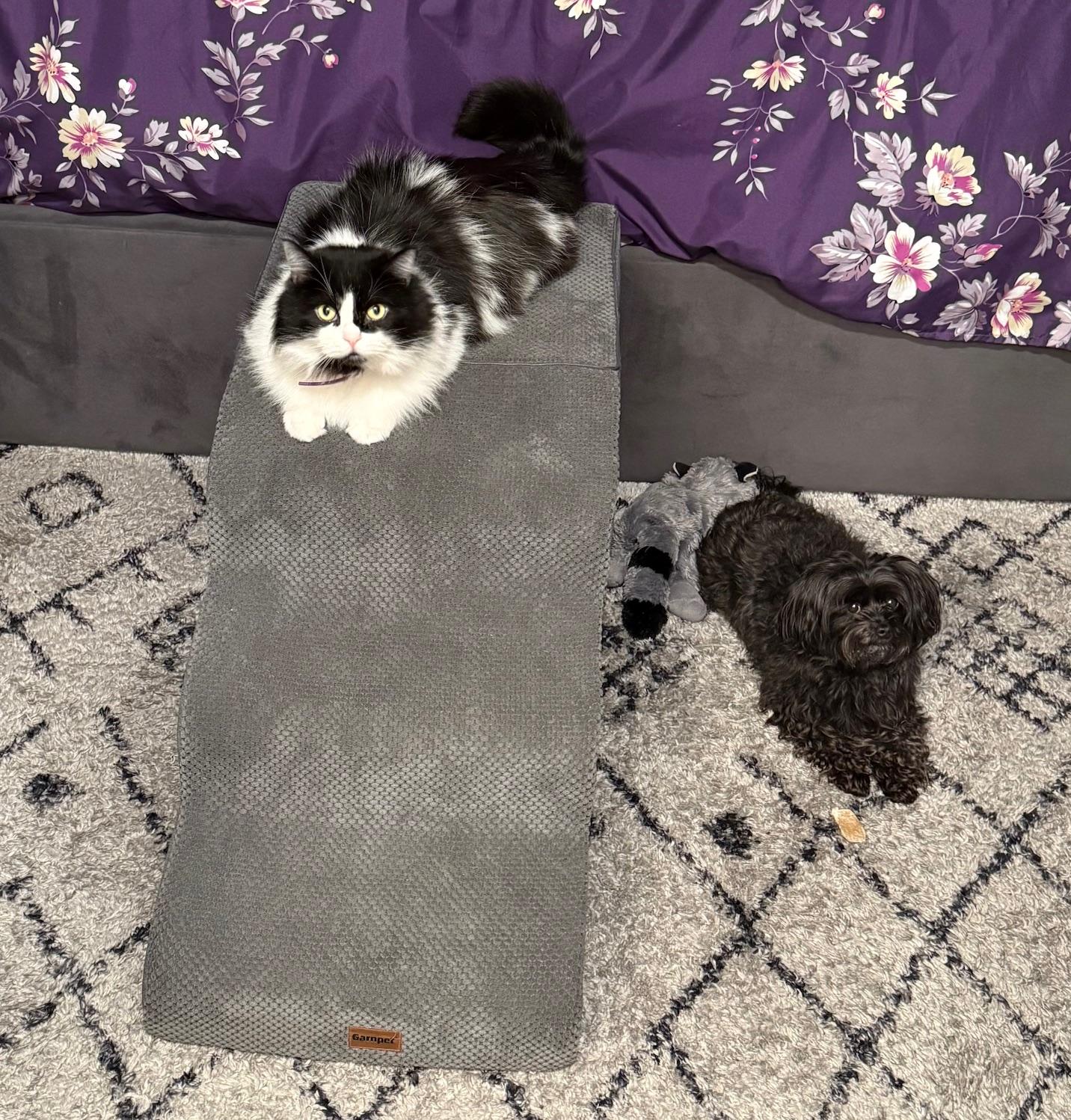 Enlarge Clyde, an adoptable Domestic Long Hair in Portland, OR image 2/6